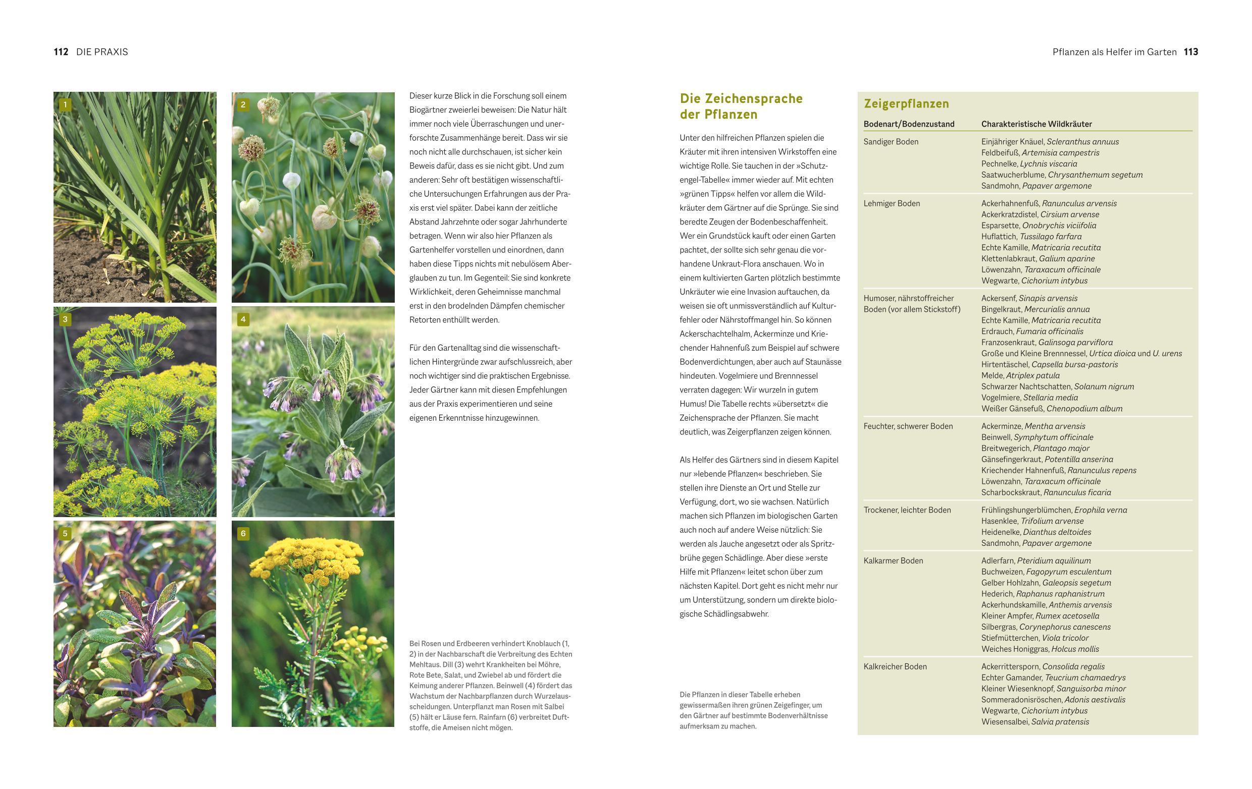 Beispielinhalt (Bild) Der Biogarten