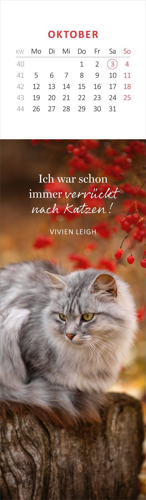 Beispielinhalt (Bild) Lesezeichenkalender Katzenglück 2026