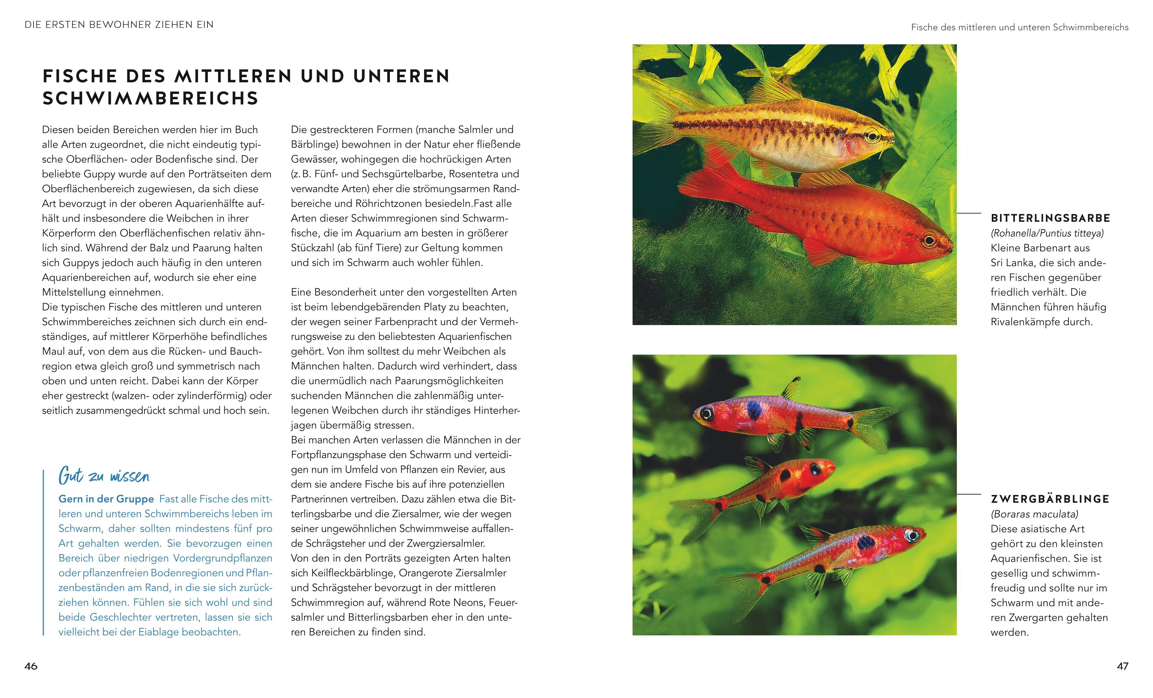 Beispielinhalt (Bild) Aquarien - Spaß für Kinder