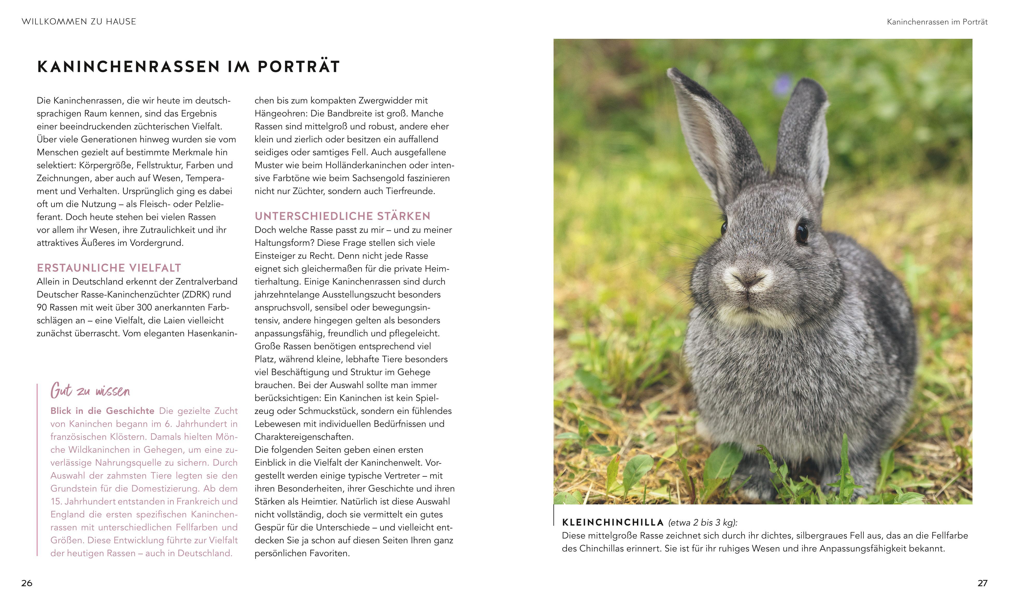 Beispielinhalt (Bild) Kaninchen im Außengehege