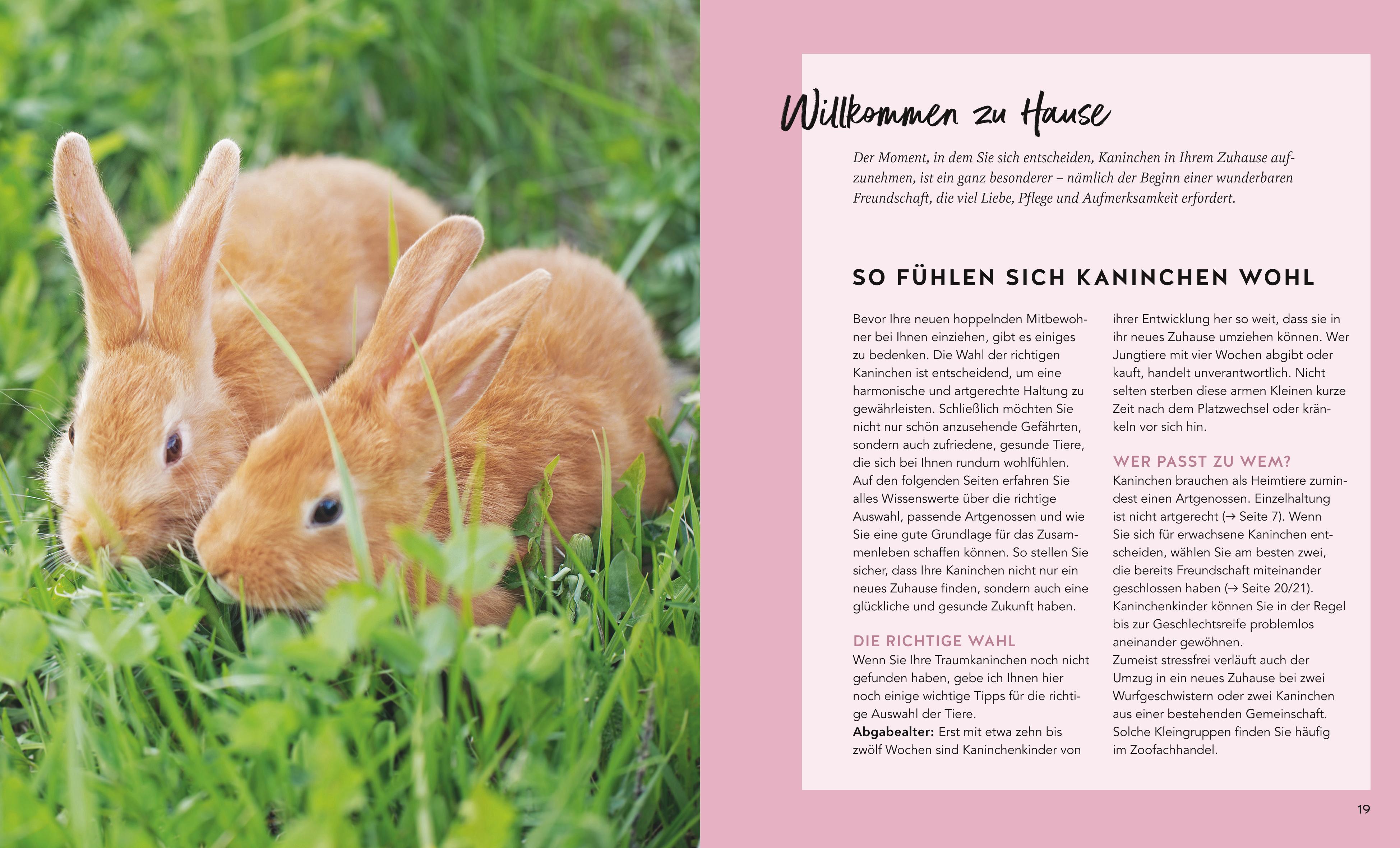 Beispielinhalt (Bild) Kaninchen im Außengehege