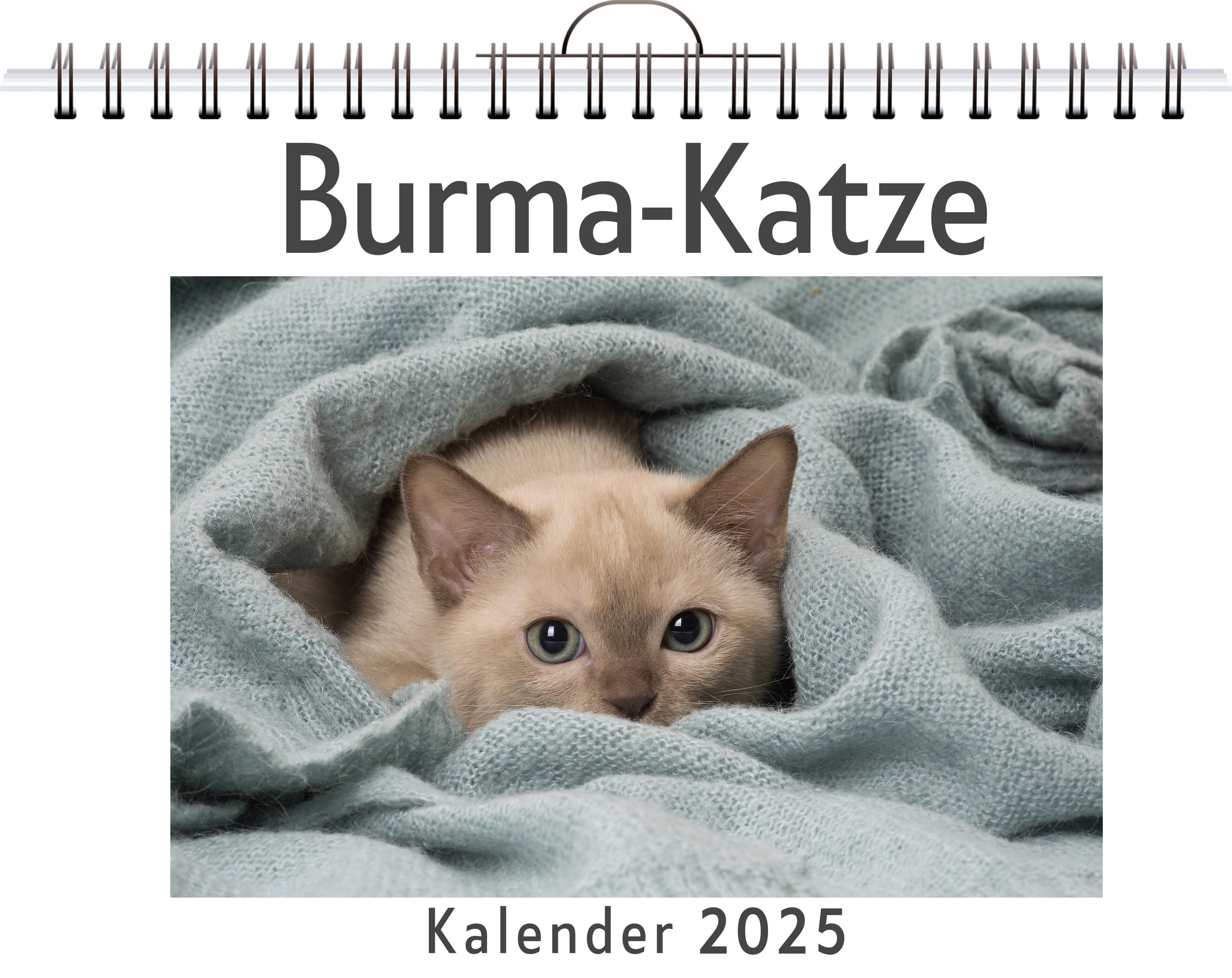 Vorderes Coverbild Burma-Katze