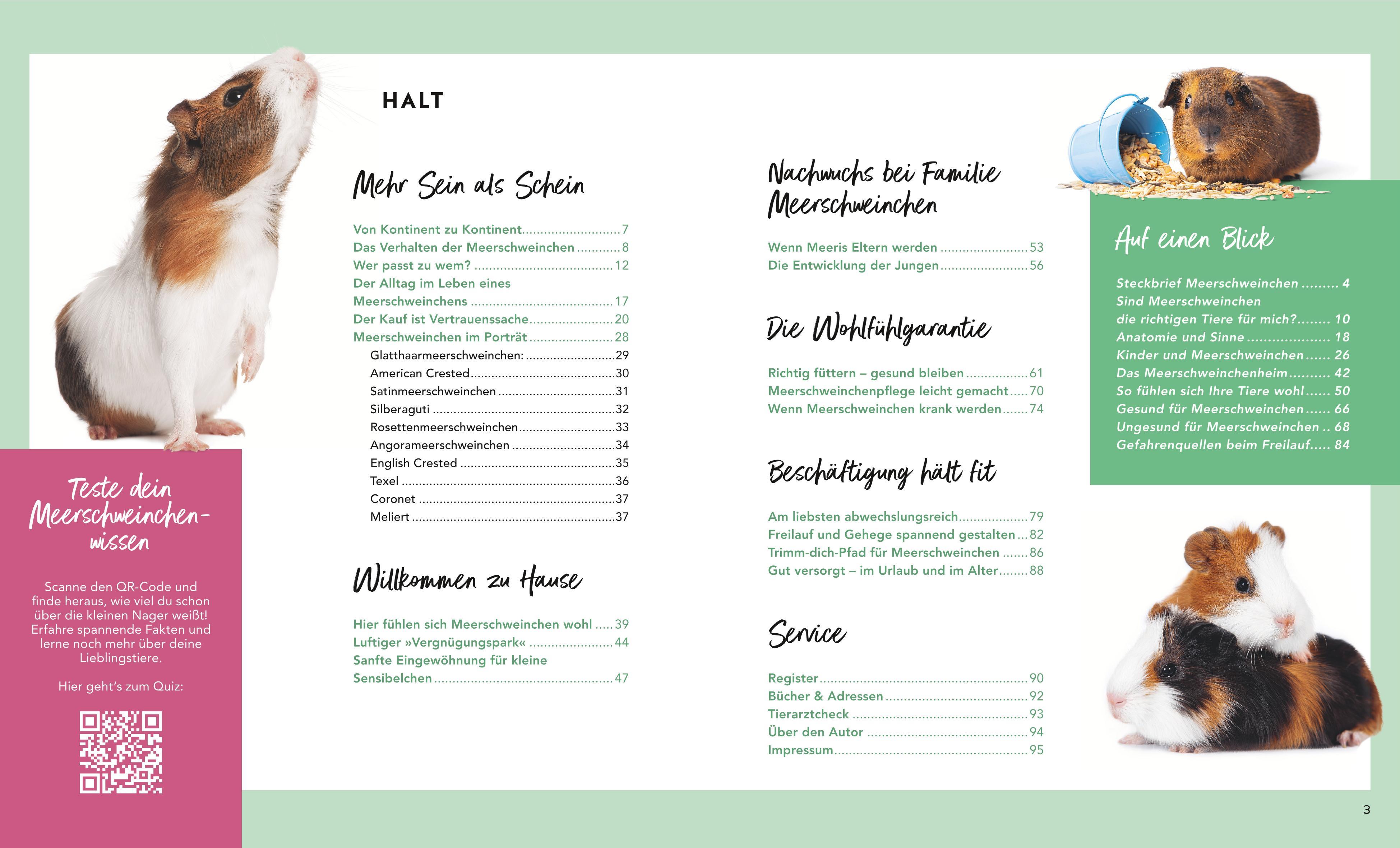 Beispielinhalt (Bild) Meerschweinchen