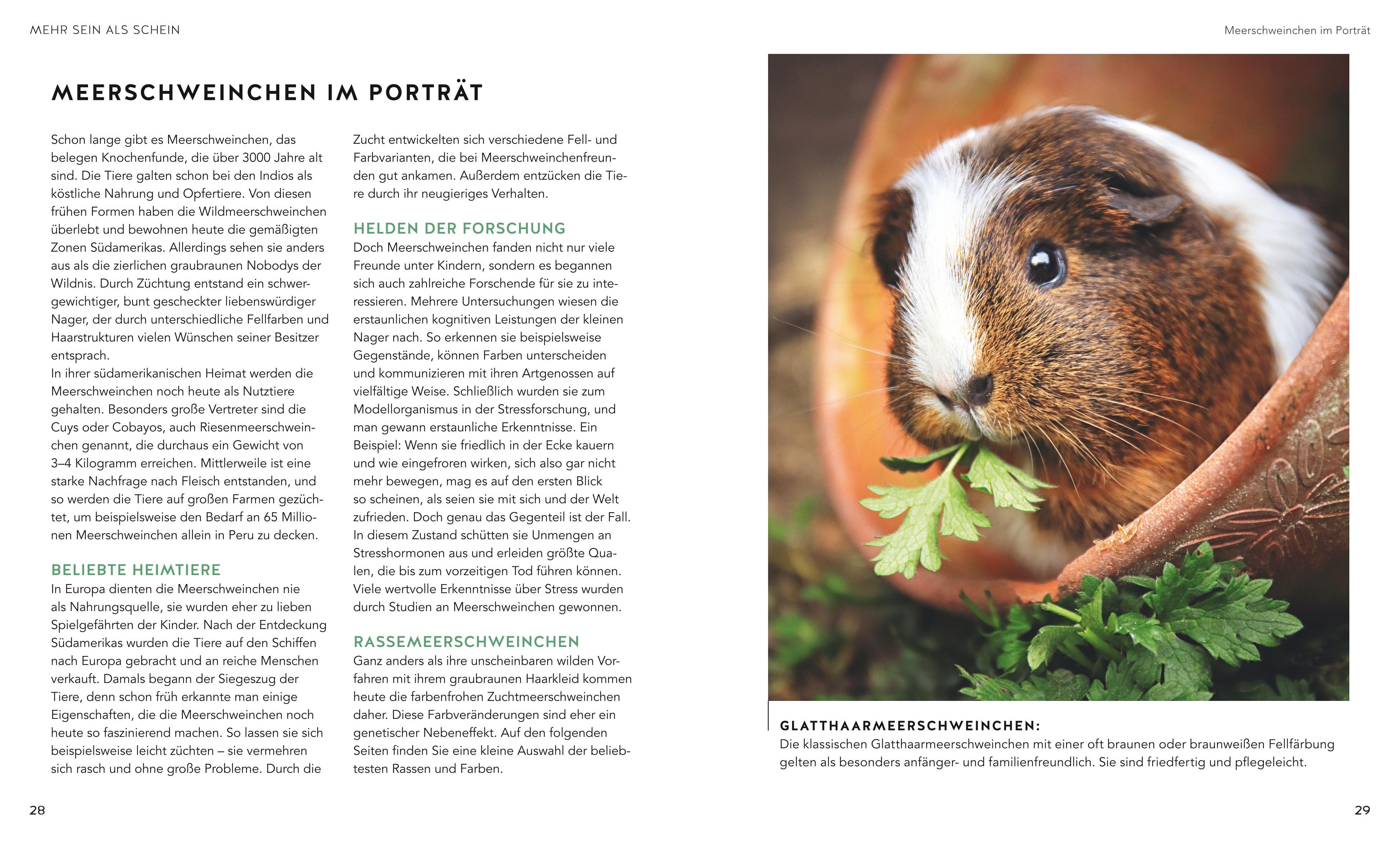 Beispielinhalt (Bild) Meerschweinchen