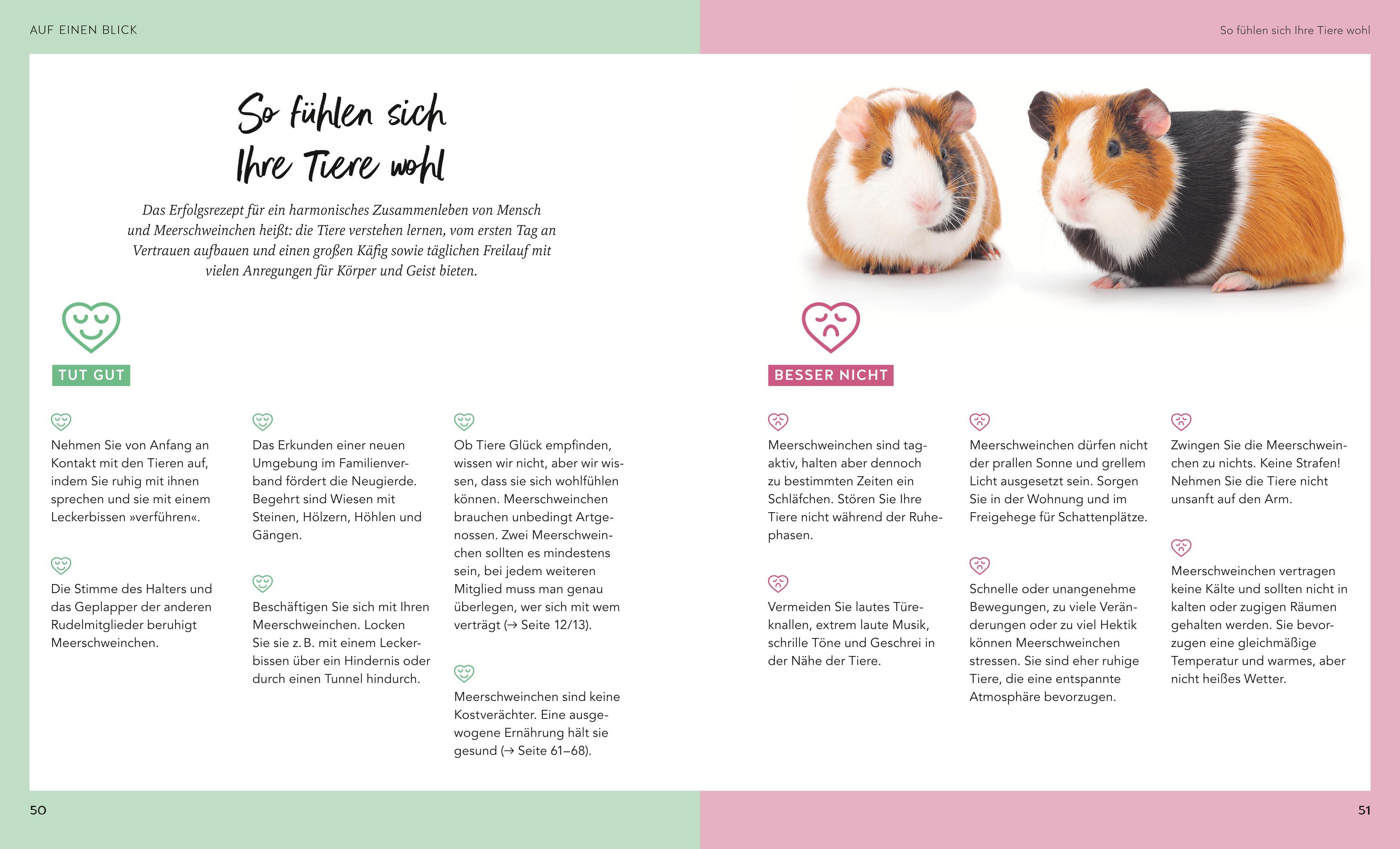 Beispielinhalt (Bild) Meerschweinchen