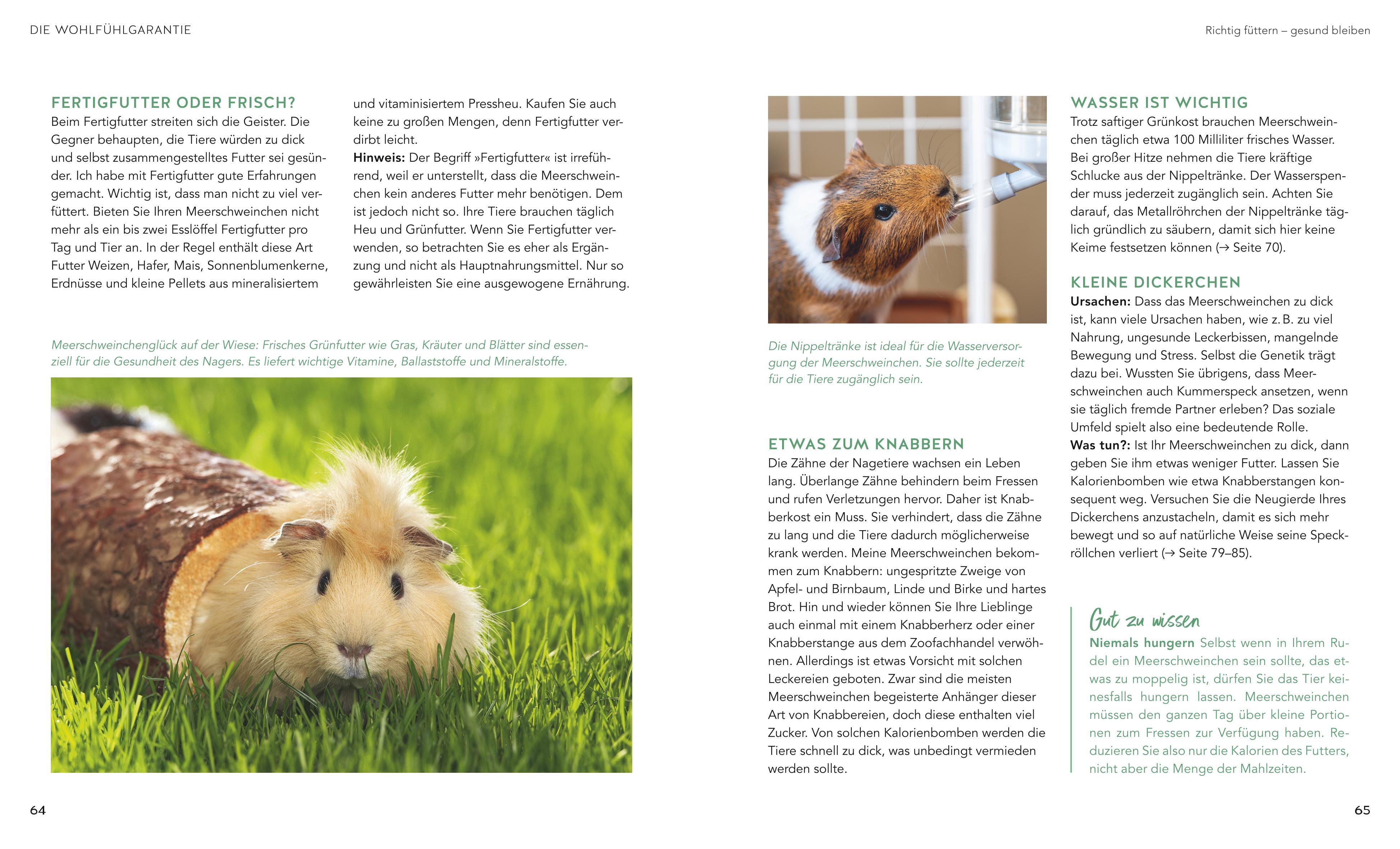 Beispielinhalt (Bild) Meerschweinchen