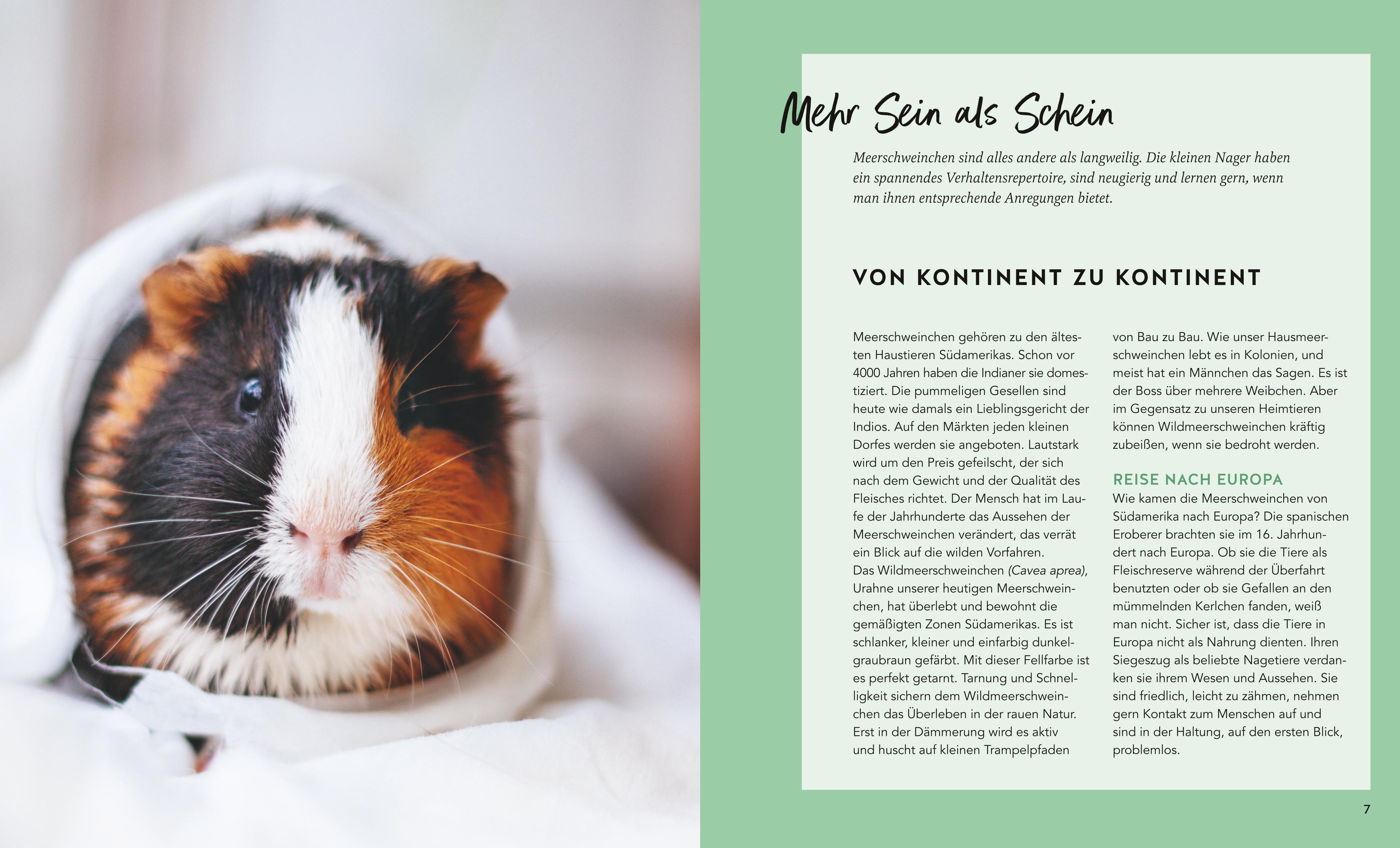 Beispielinhalt (Bild) Meerschweinchen