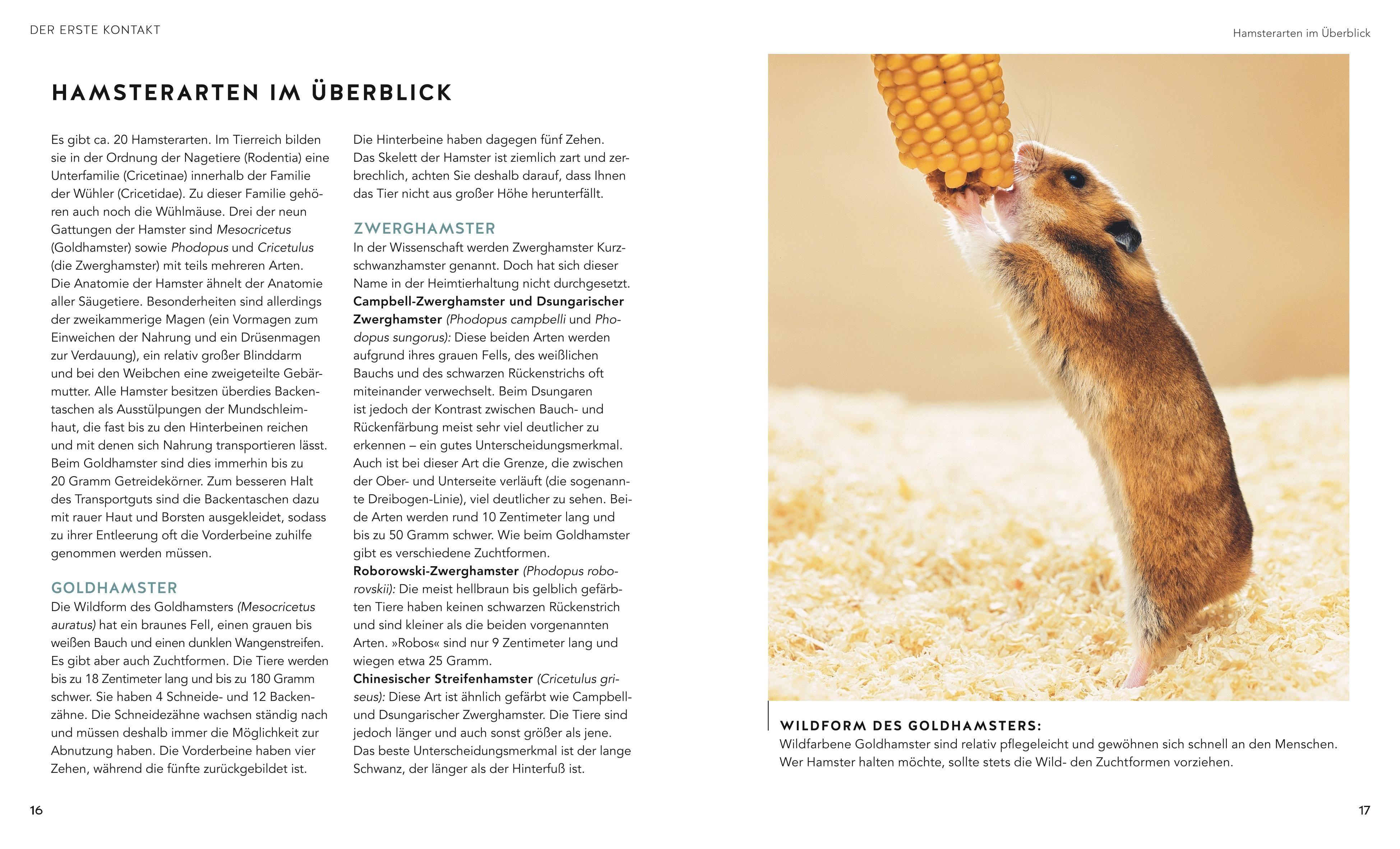 Beispielinhalt (Bild) Hamster