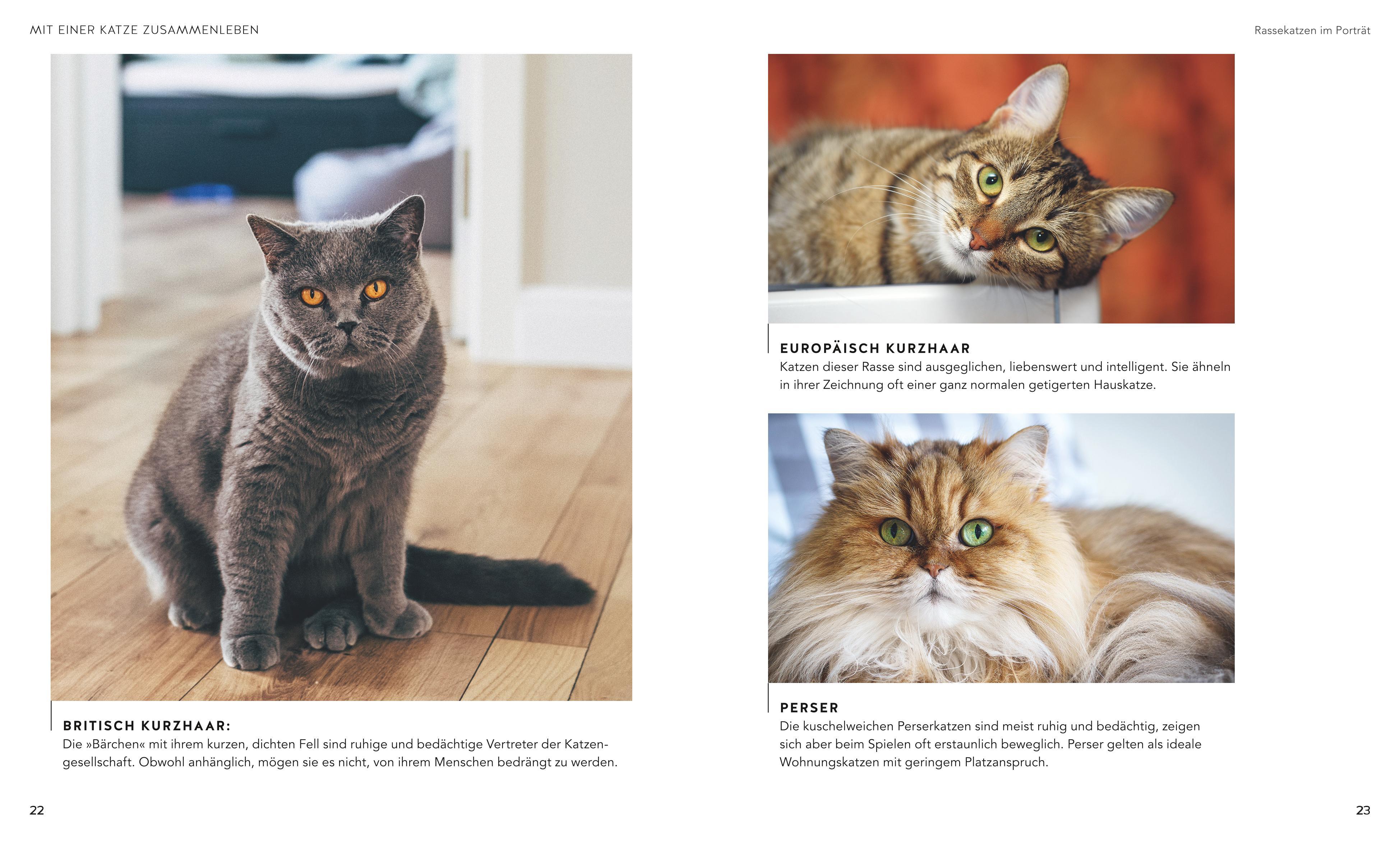 Beispielinhalt (Bild) Wohnungskatzen