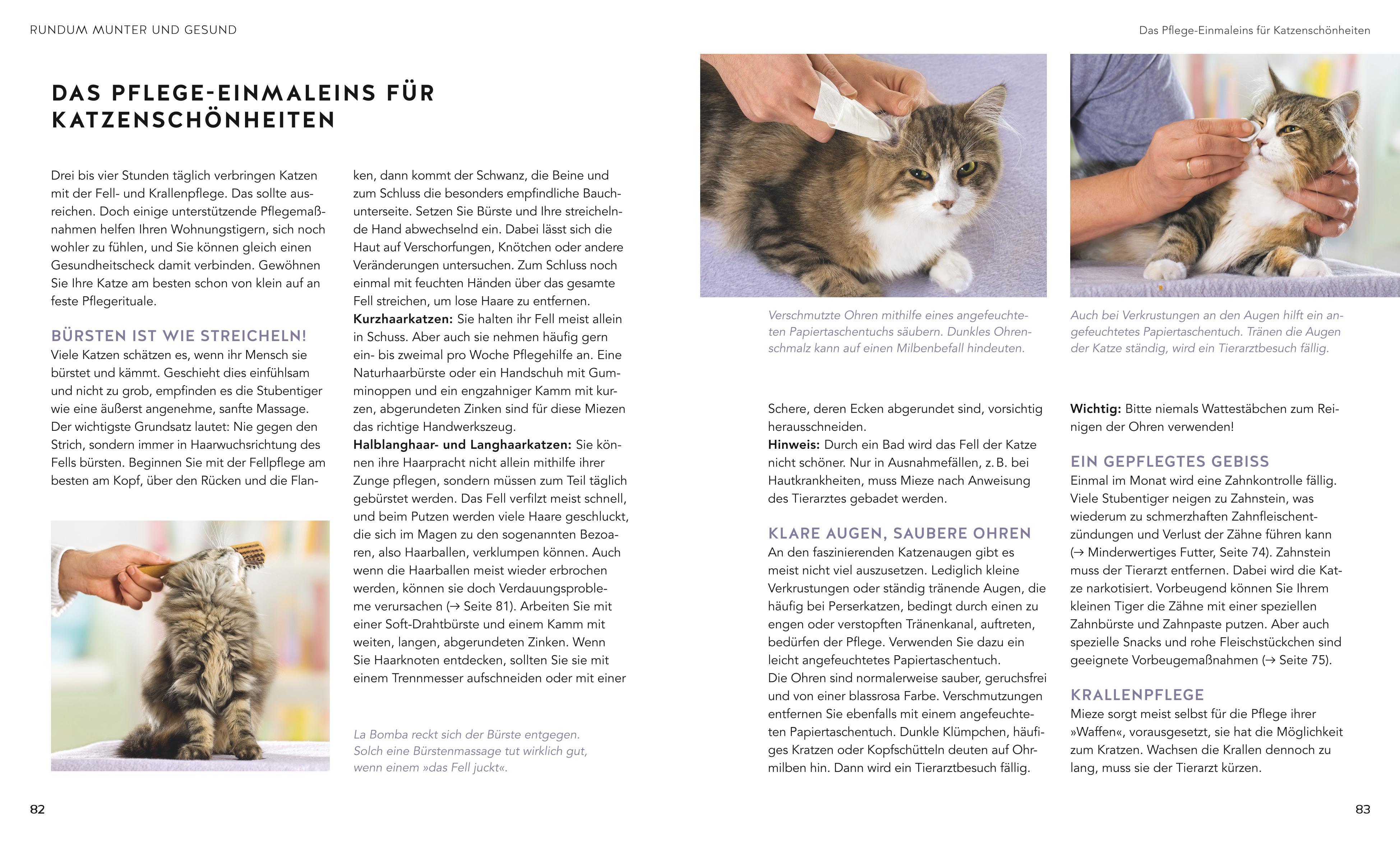 Beispielinhalt (Bild) Wohnungskatzen