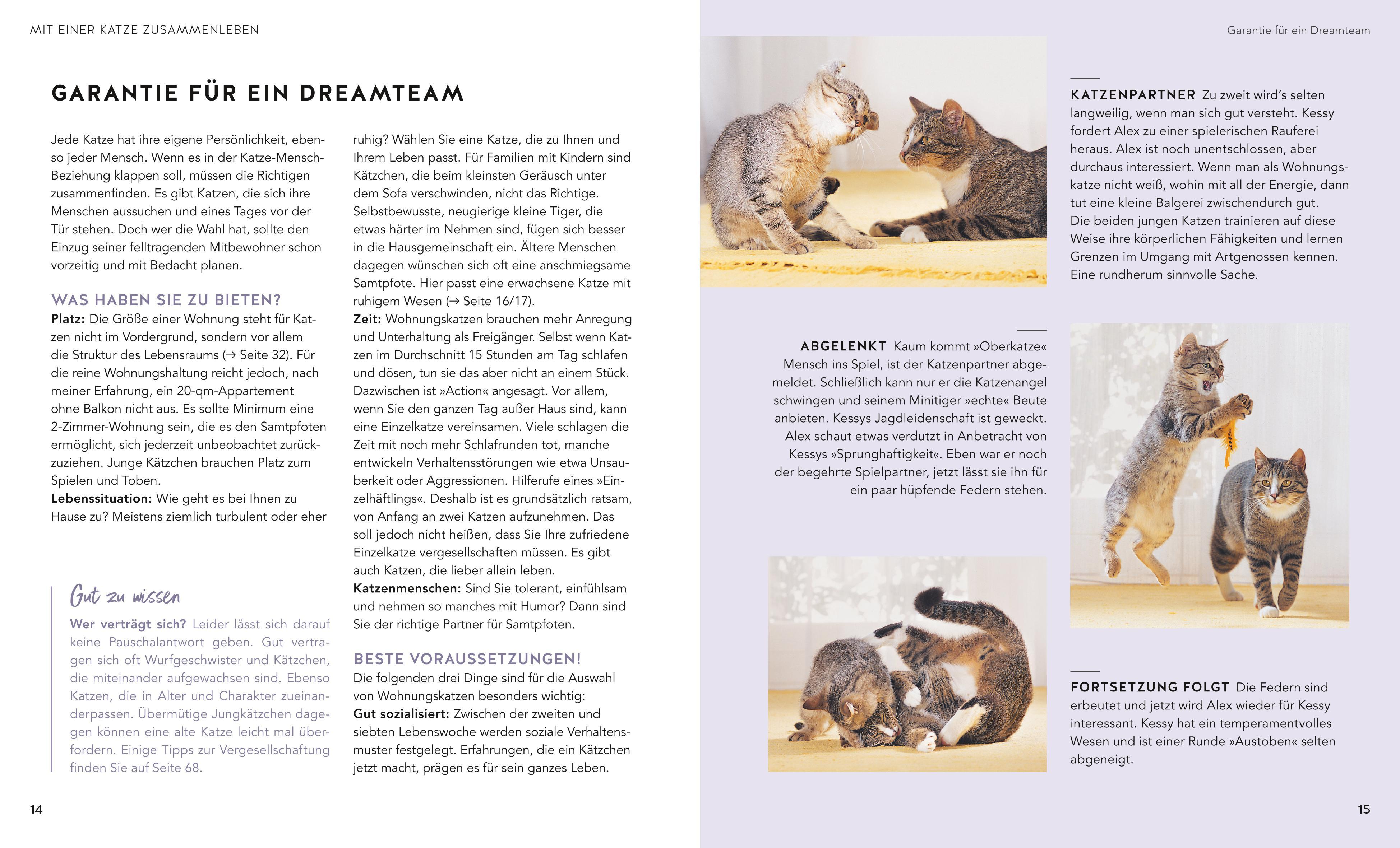 Beispielinhalt (Bild) Wohnungskatzen