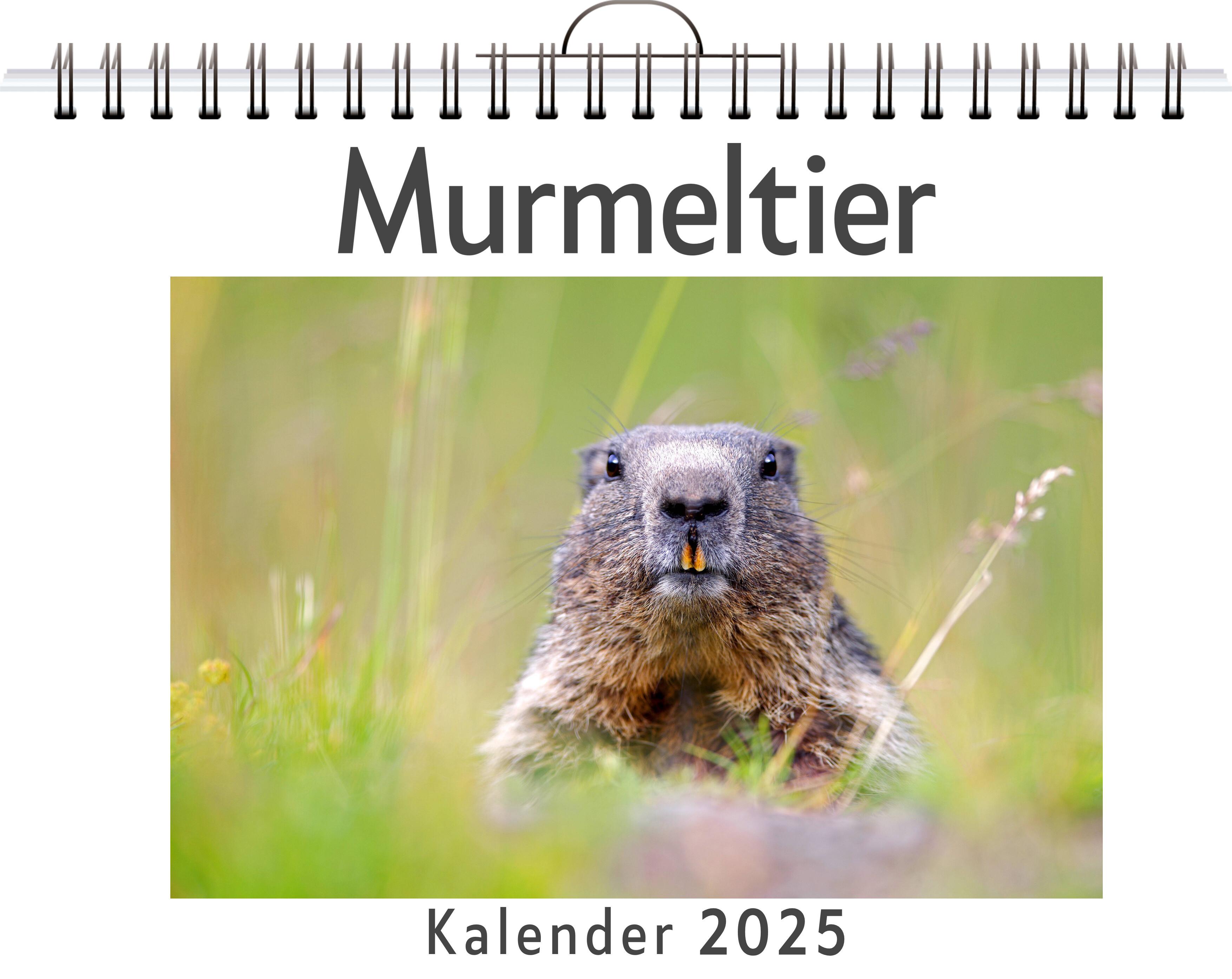 Vorderes Coverbild Murmeltier