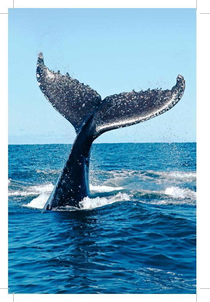 Beispielinhalt (Bild) Der Lebensfreude-Taschenkalender 2026