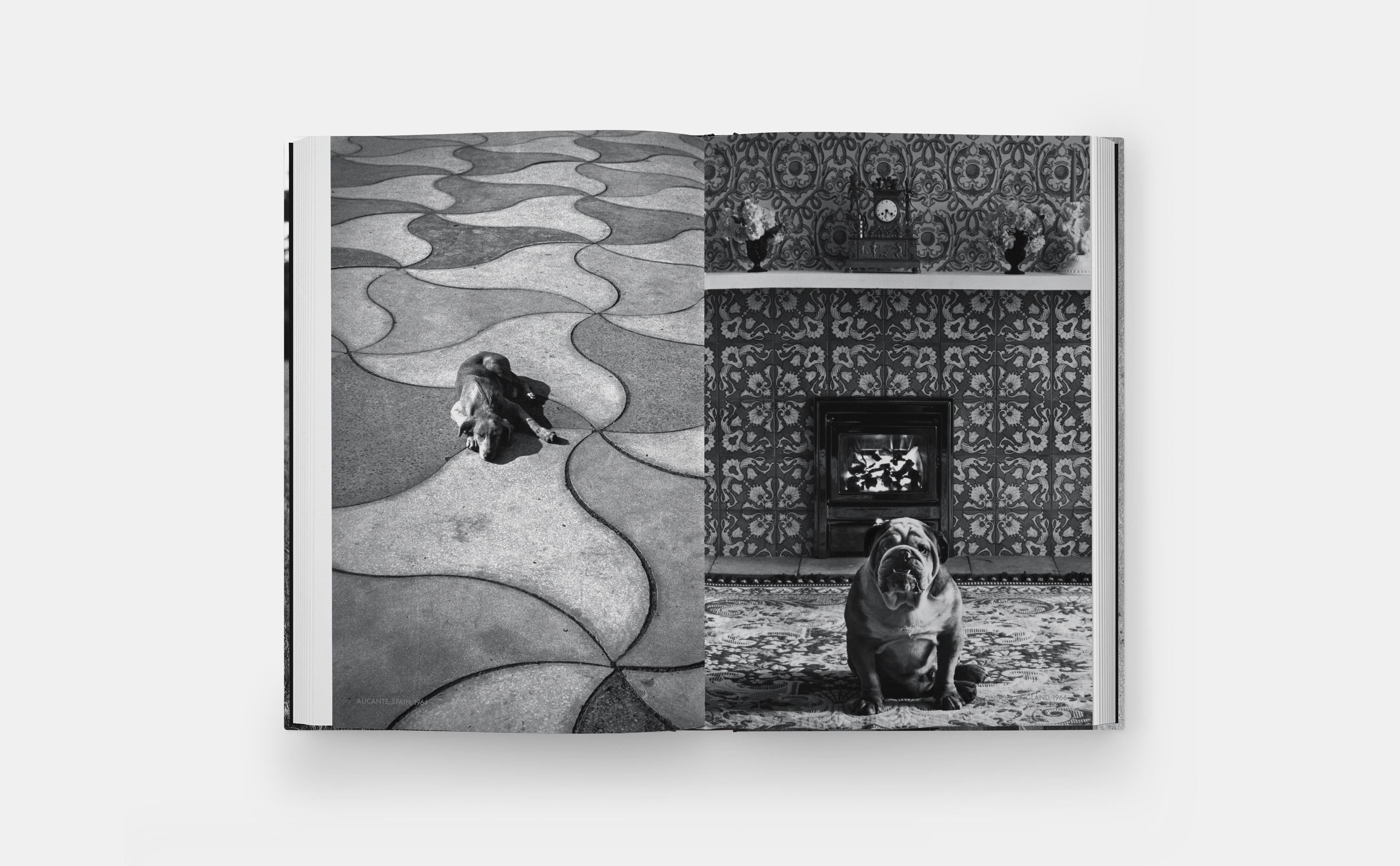 Beispielinhalt (Bild) DogDogs