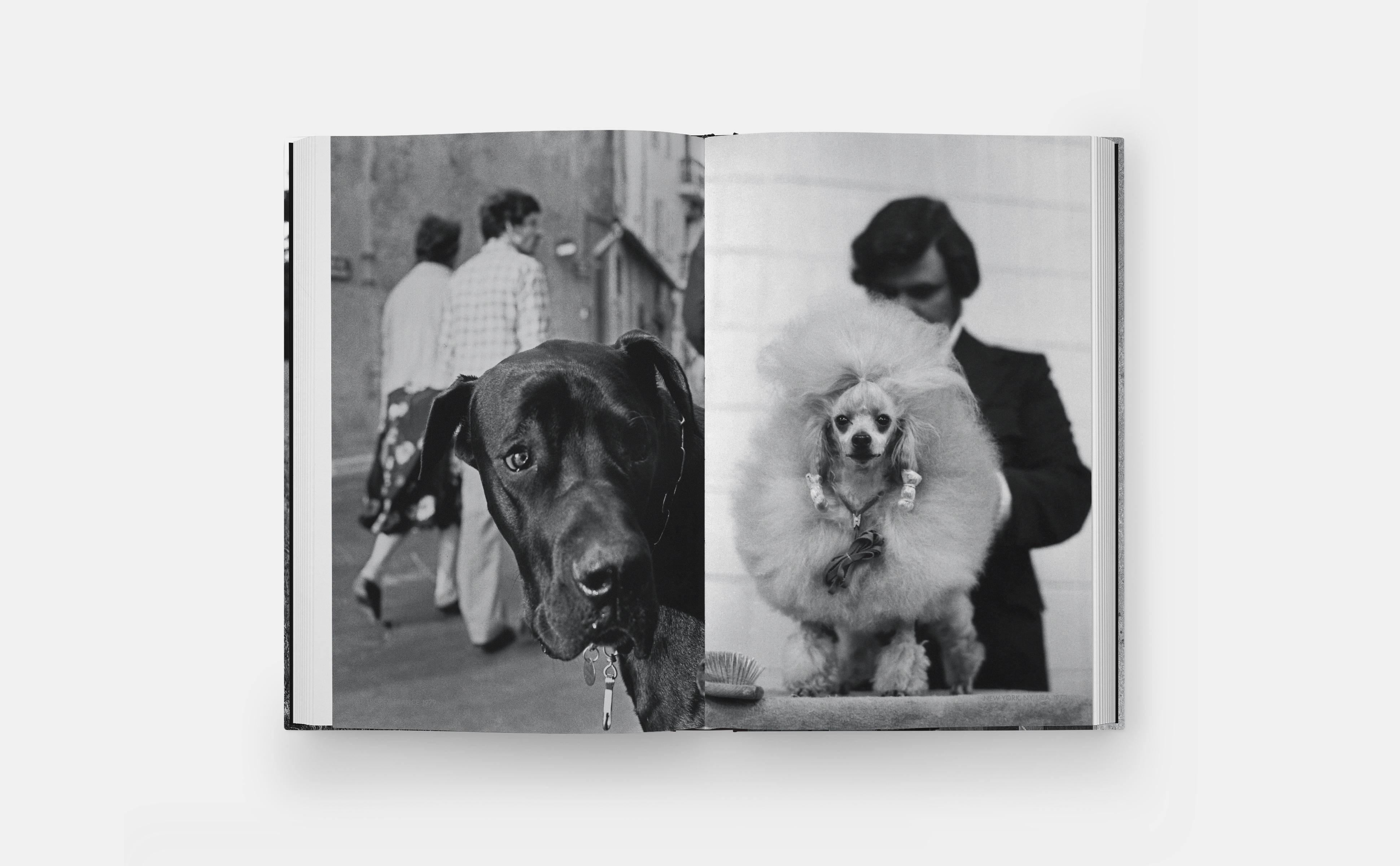 Beispielinhalt (Bild) DogDogs