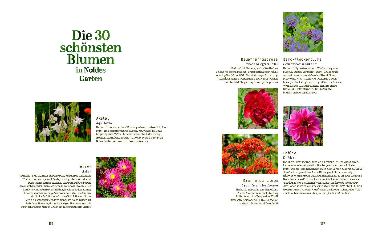 Beispielinhalt (Bild) Der Garten von Emil Nolde