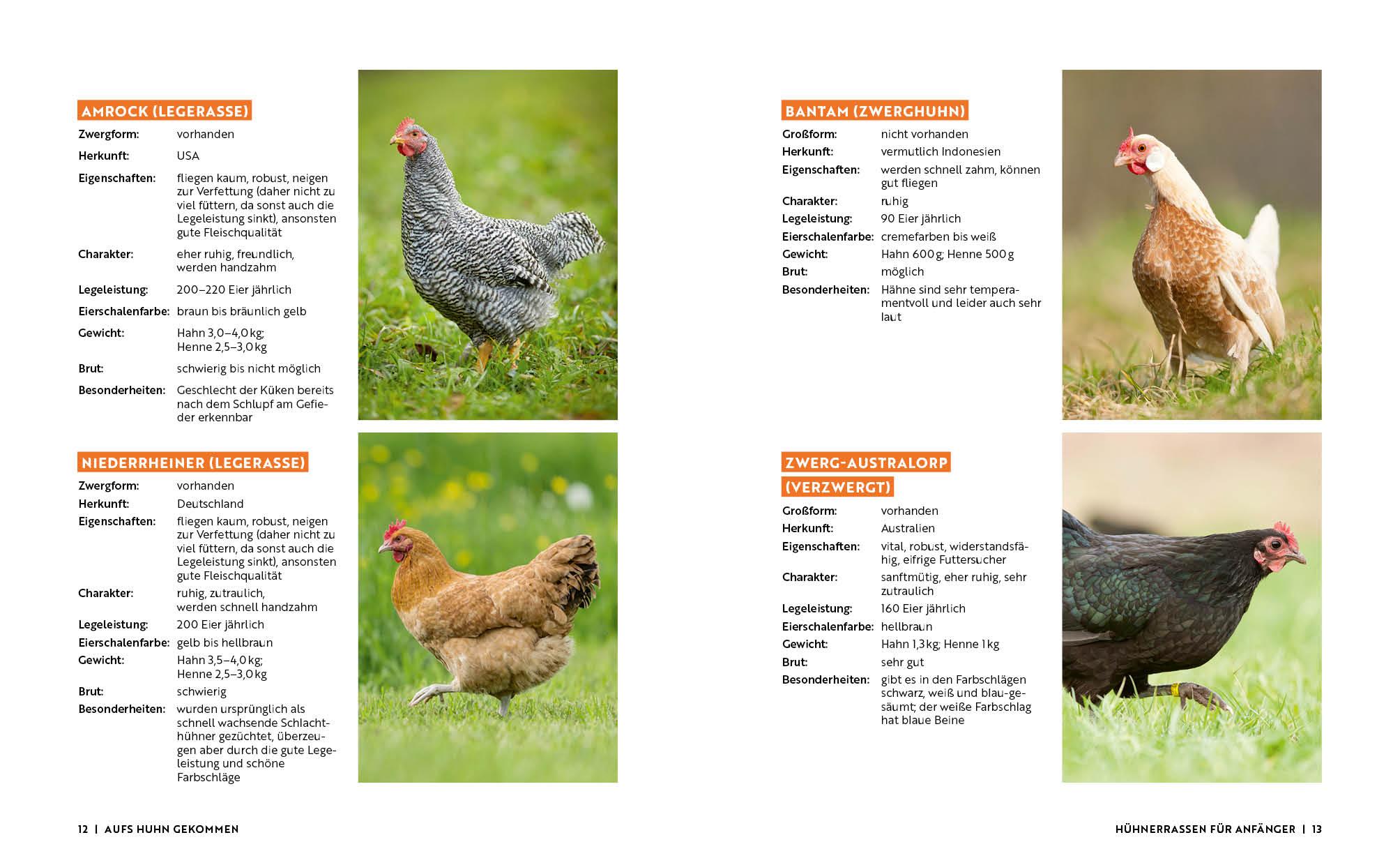 Beispielinhalt (Bild) Gartenmomente: Hühner