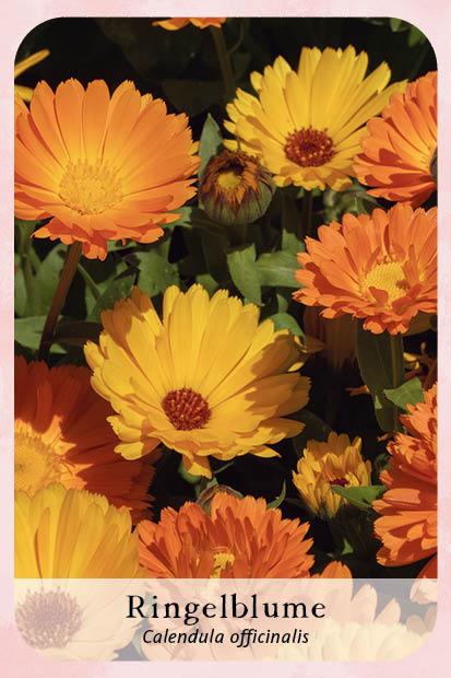 Beispielinhalt (Bild) Kartenset: Magie im Hexengarten - 64 Karten zum Gärtnern mit grüner Magie