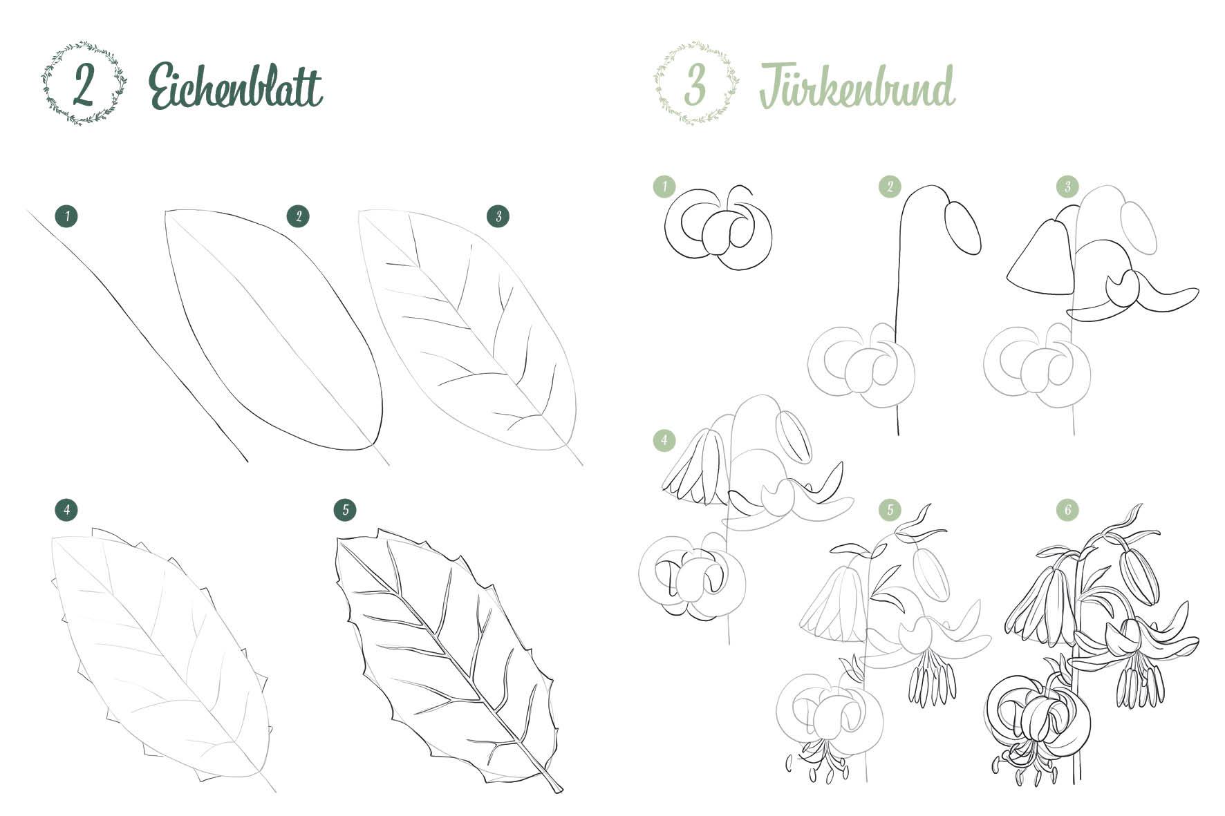 Beispielinhalt (Bild) 300 Motive zeichnen - Botanik