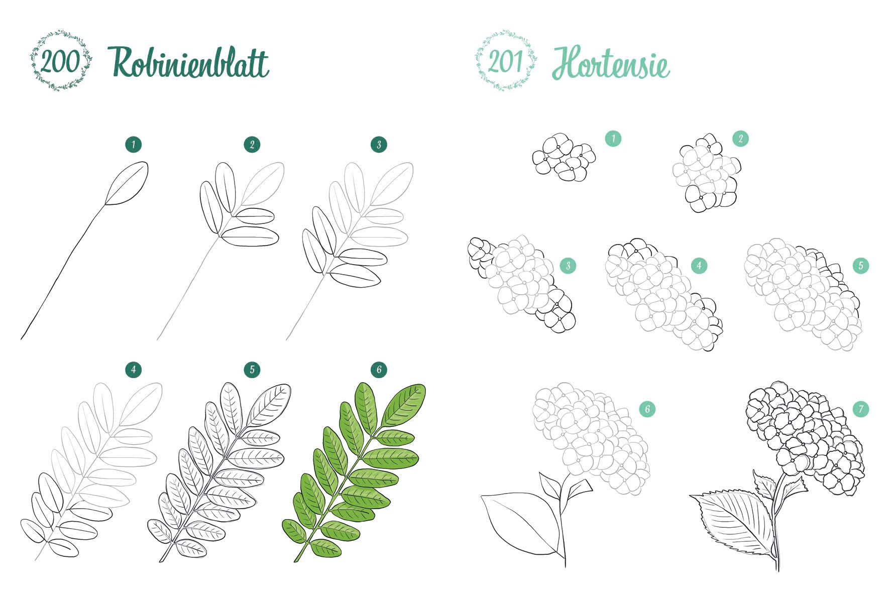 Beispielinhalt (Bild) 300 Motive zeichnen - Botanik