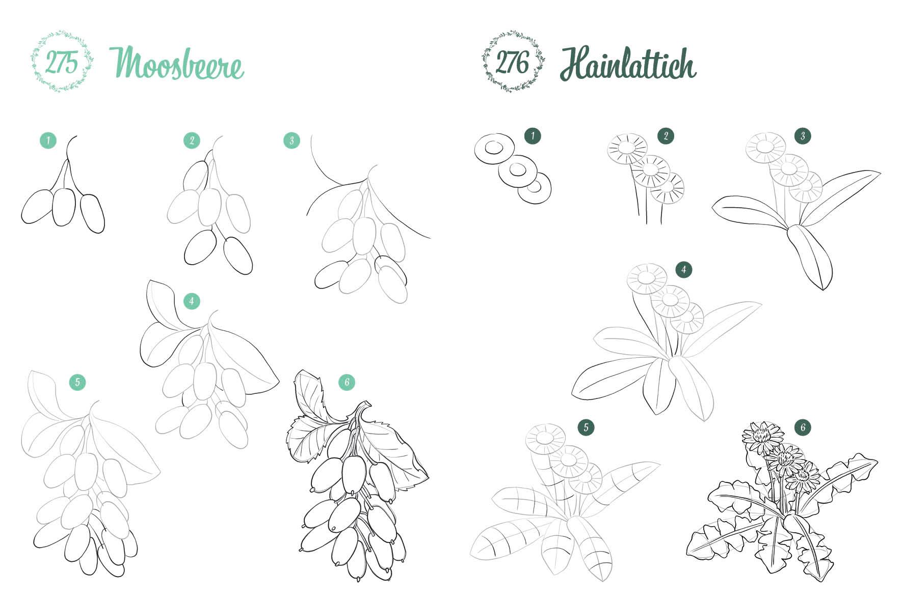 Beispielinhalt (Bild) 300 Motive zeichnen - Botanik
