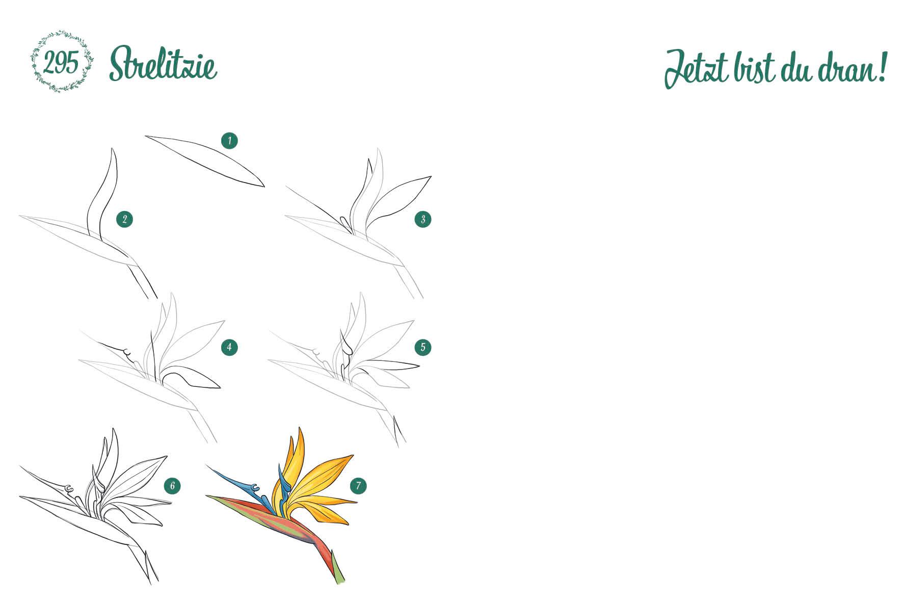 Beispielinhalt (Bild) 300 Motive zeichnen - Botanik