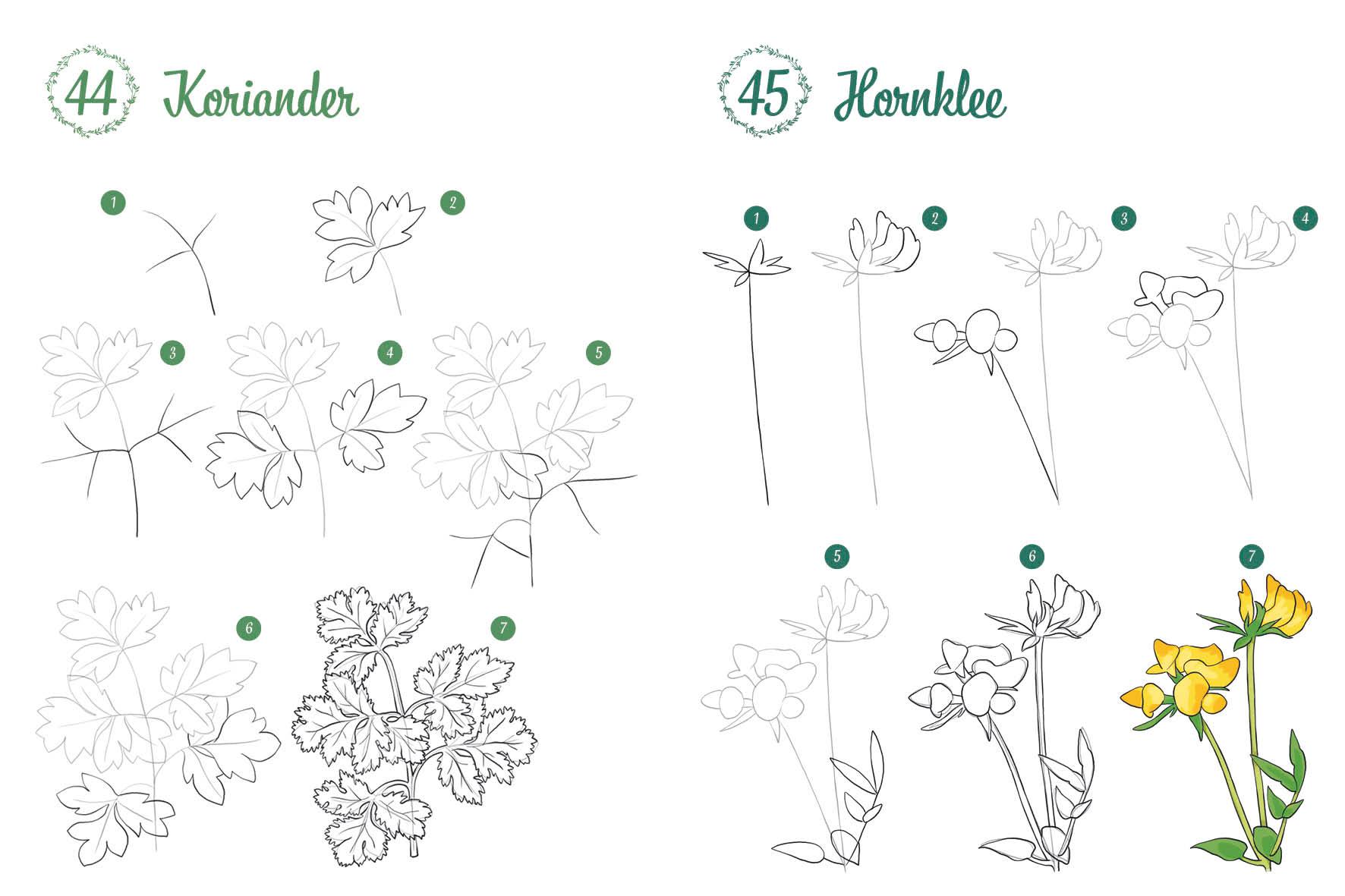 Beispielinhalt (Bild) 300 Motive zeichnen - Botanik