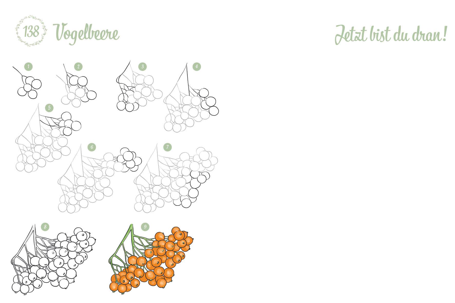 Beispielinhalt (Bild) 300 Motive zeichnen - Botanik