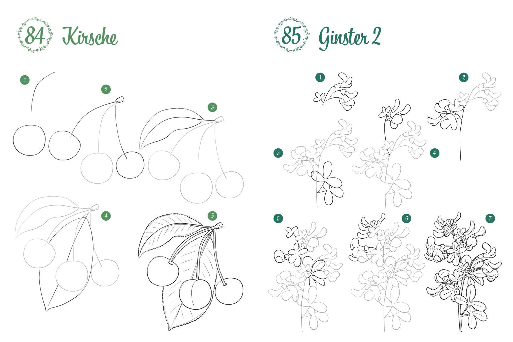 Beispielinhalt (Bild) 300 Motive zeichnen - Botanik