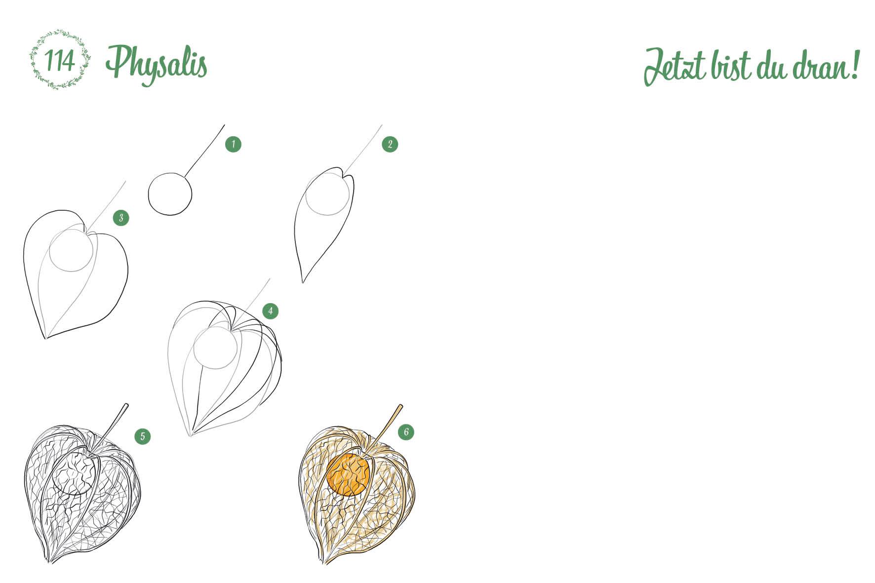 Beispielinhalt (Bild) 300 Motive zeichnen - Botanik