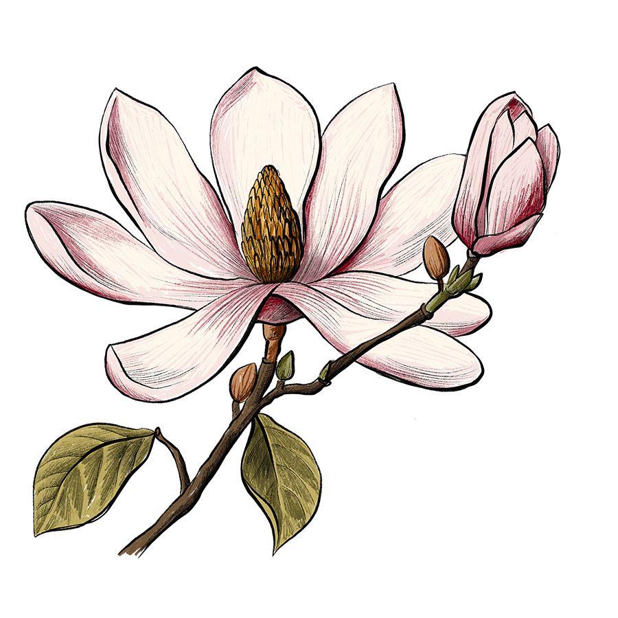 Beispielinhalt (Bild) Die Kunst des Zeichnens 10 Steps - Pflanzen