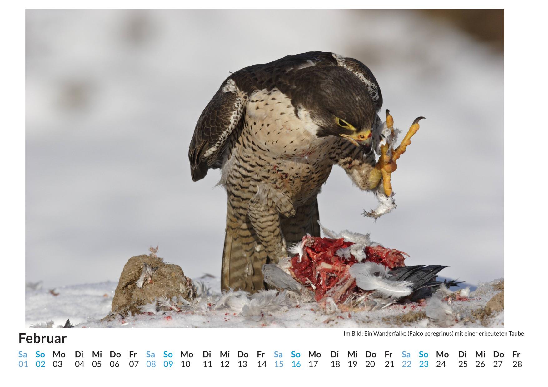 Beispielinhalt (Bild) Jäger und Gejagte - (Wandkalender 2025, Kalender DIN A4 quer, Monatskalender im Querformat mit Kalendarium, das perfekte Geschenk)