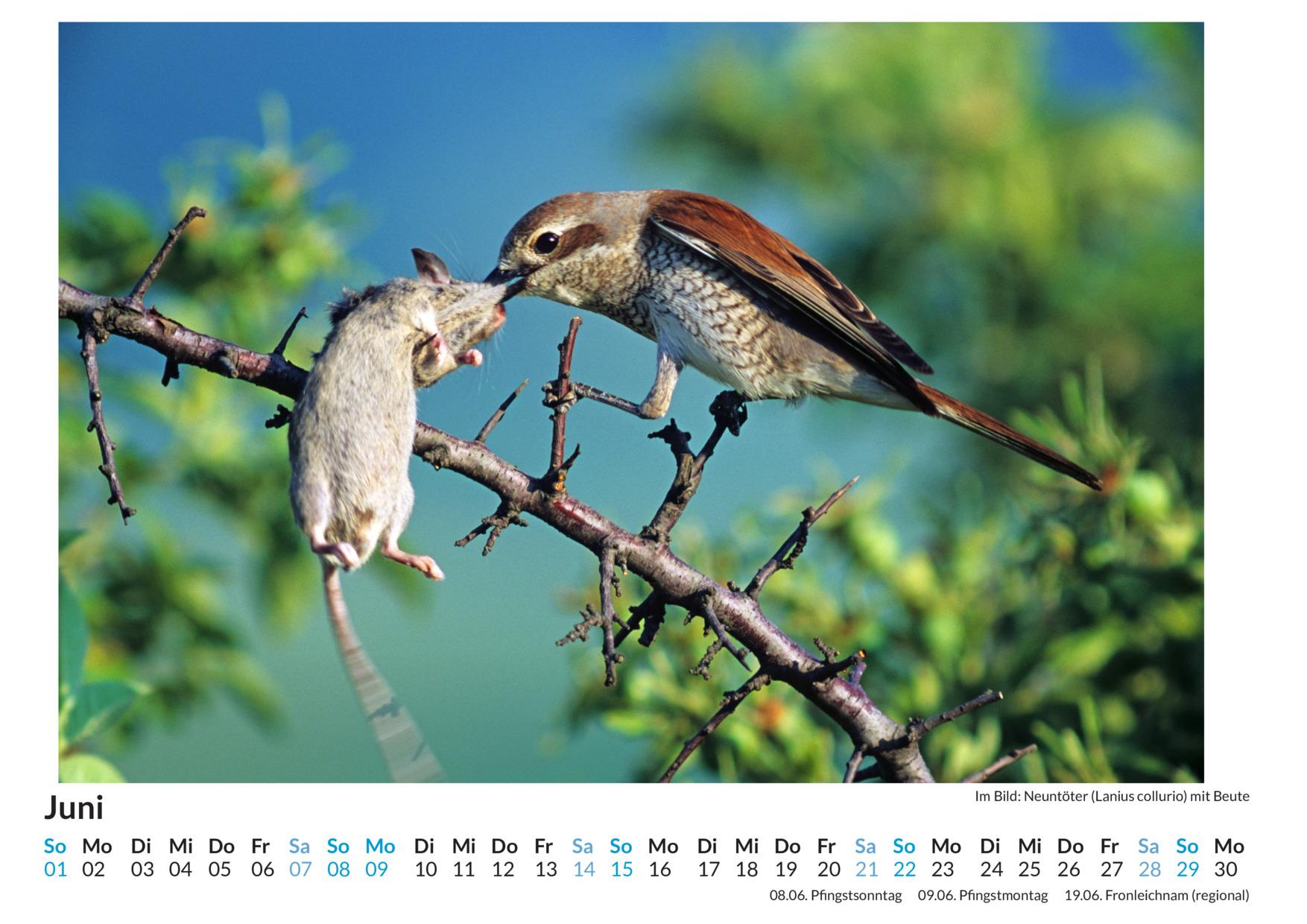 Beispielinhalt (Bild) Jäger und Gejagte - (Wandkalender 2025, Kalender DIN A4 quer, Monatskalender im Querformat mit Kalendarium, das perfekte Geschenk)