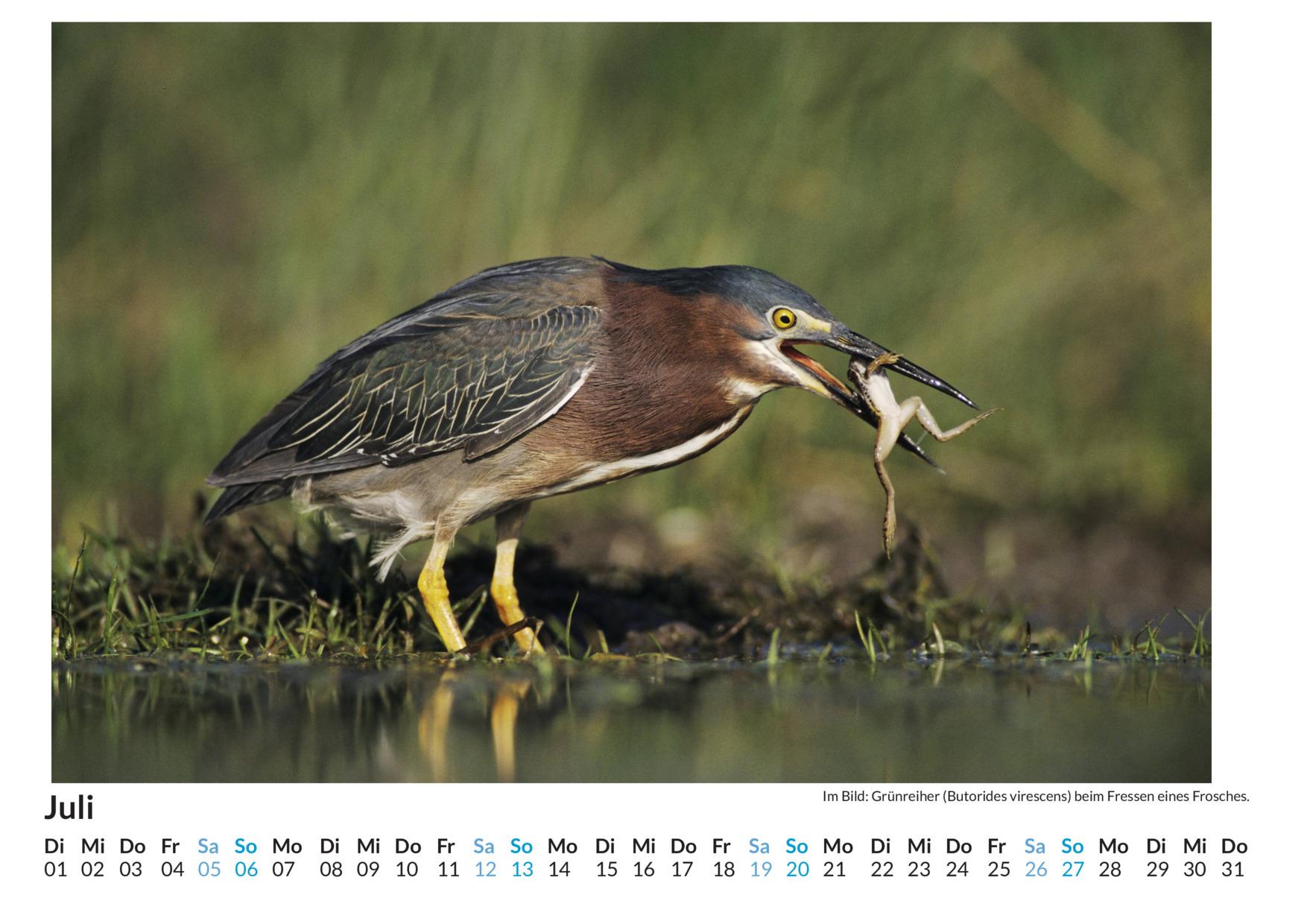 Beispielinhalt (Bild) Jäger und Gejagte - (Wandkalender 2025, Kalender DIN A4 quer, Monatskalender im Querformat mit Kalendarium, das perfekte Geschenk)
