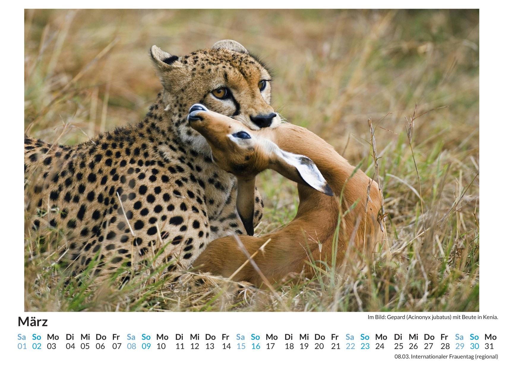 Beispielinhalt (Bild) Jäger und Gejagte - (Wandkalender 2025, Kalender DIN A4 quer, Monatskalender im Querformat mit Kalendarium, das perfekte Geschenk)