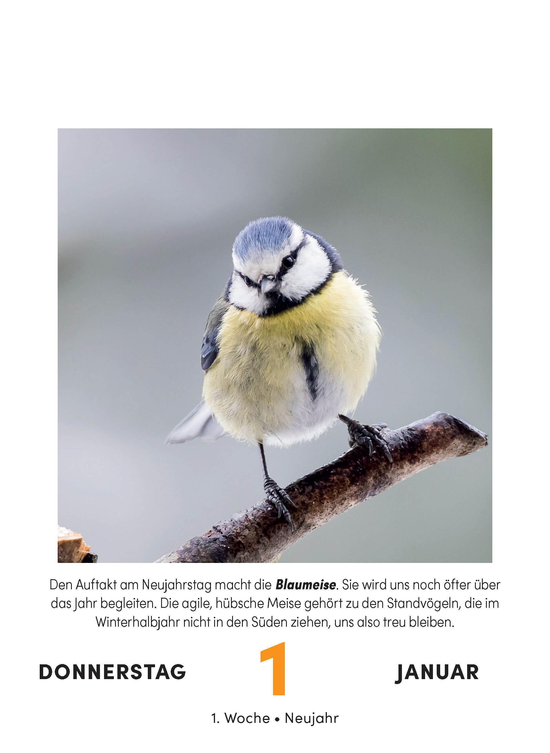Beispielinhalt (Bild) Vogelkalender 2026  - Tagesabreißkalender zum Aufstellen oder Aufhängen