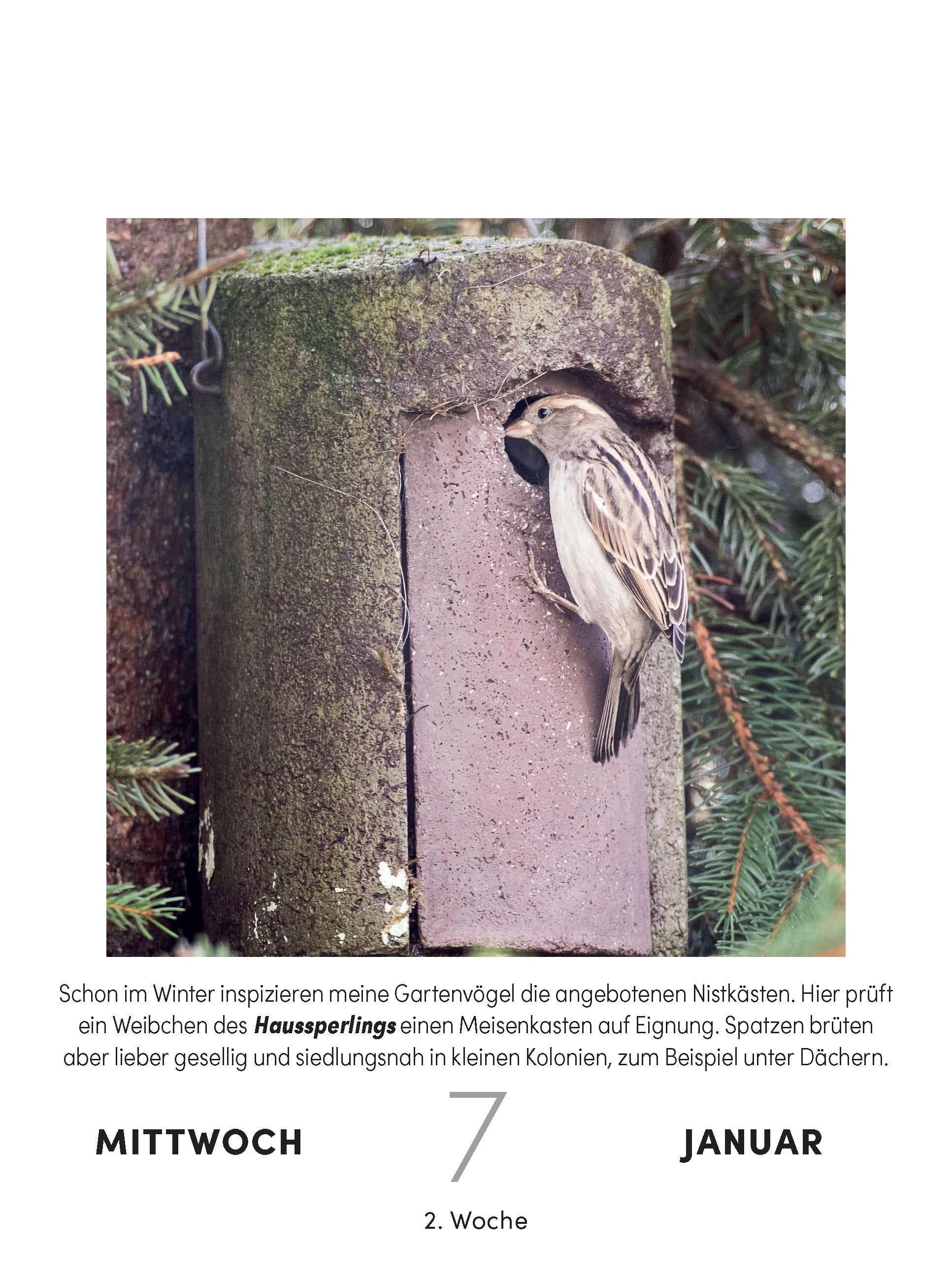 Beispielinhalt (Bild) Vogelkalender 2026  - Tagesabreißkalender zum Aufstellen oder Aufhängen