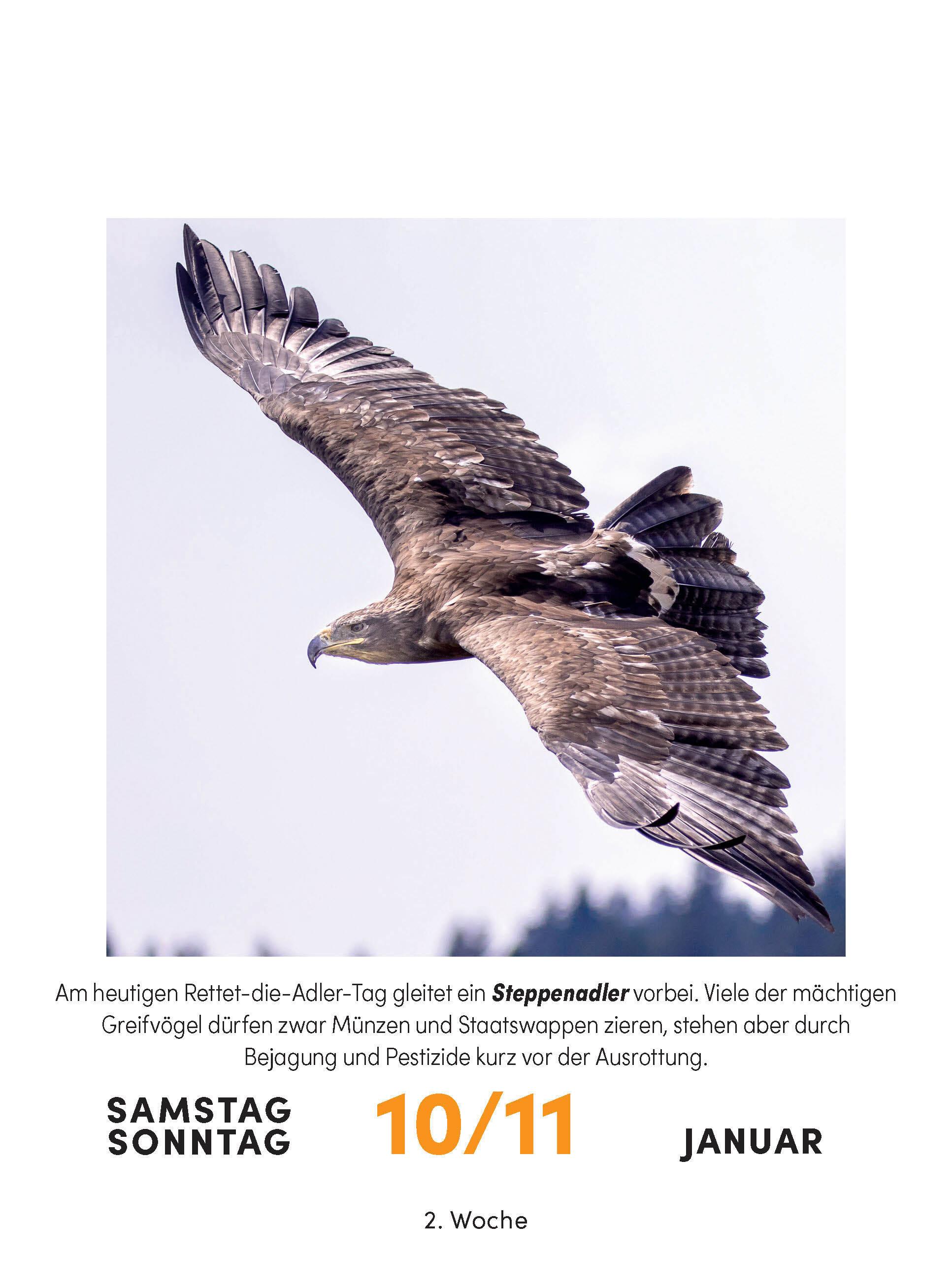 Beispielinhalt (Bild) Vogelkalender 2026  - Tagesabreißkalender zum Aufstellen oder Aufhängen