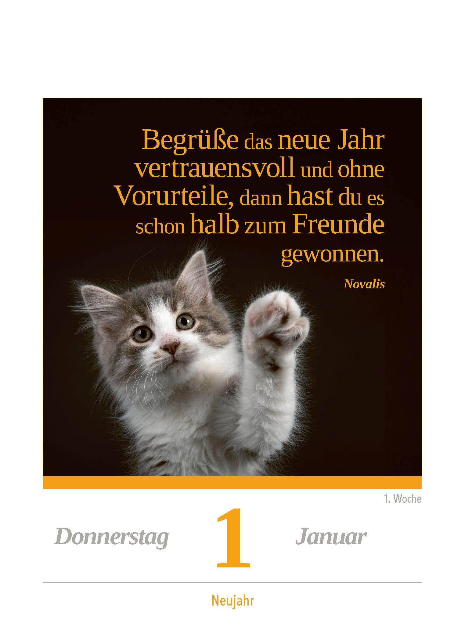 Beispielinhalt (Bild) Eine Katze für jeden Tag 2026 - Tagesabreißkalender zum Aufstellen oder Aufhängen