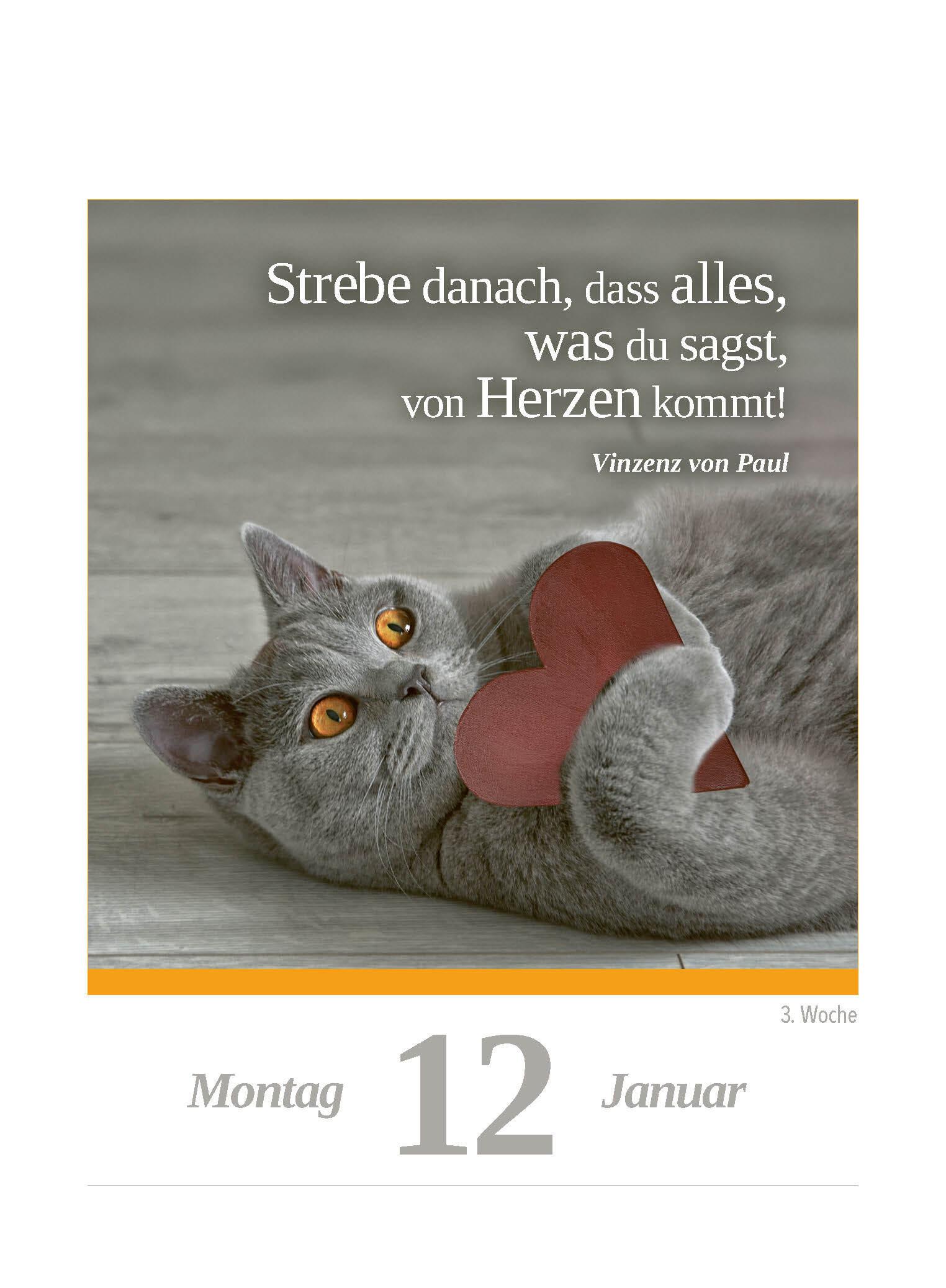 Beispielinhalt (Bild) Eine Katze für jeden Tag 2026 - Tagesabreißkalender zum Aufstellen oder Aufhängen