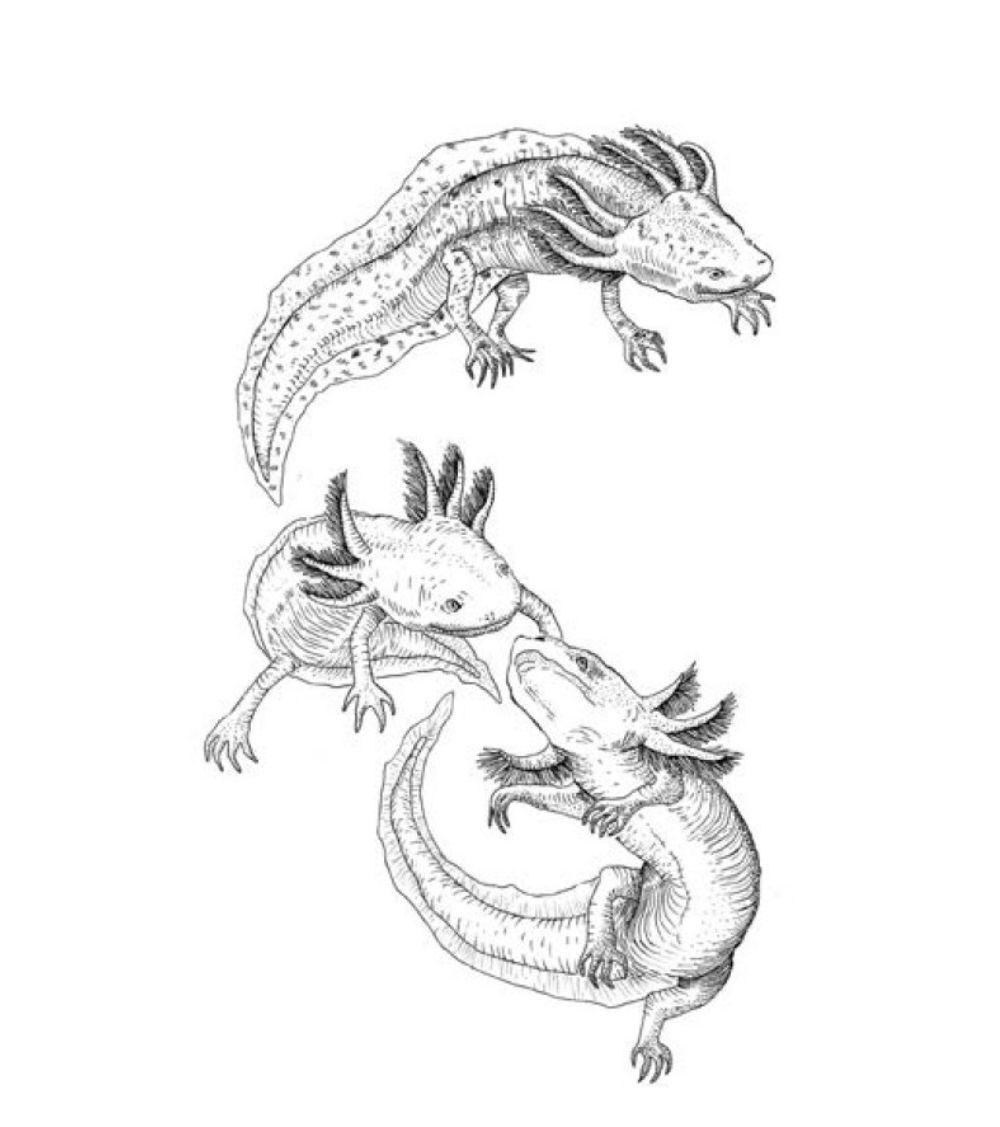 Beispielinhalt (Bild) Die ewige Jugend des Axolotls