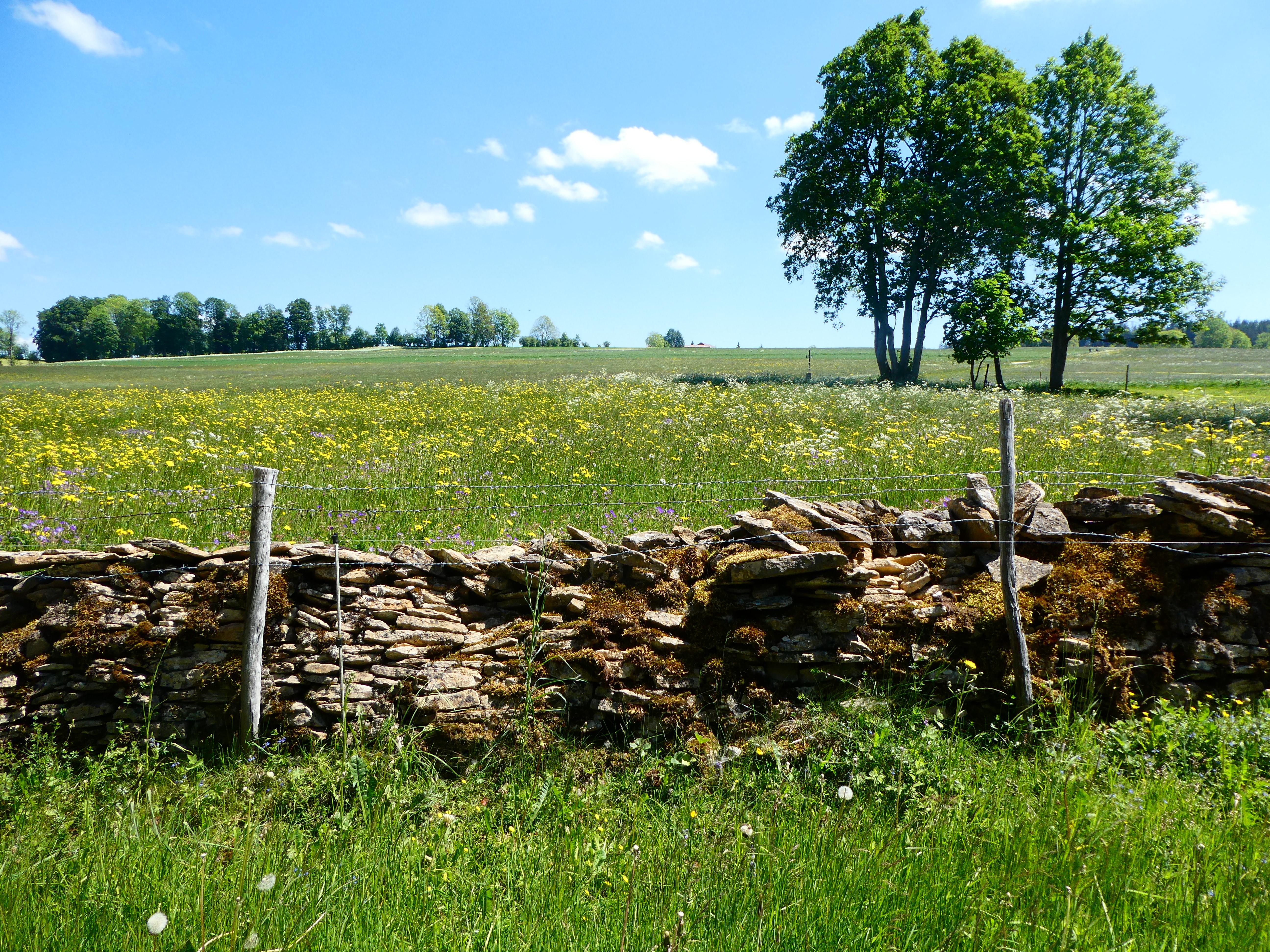 Beispielinhalt (Bild) Jura