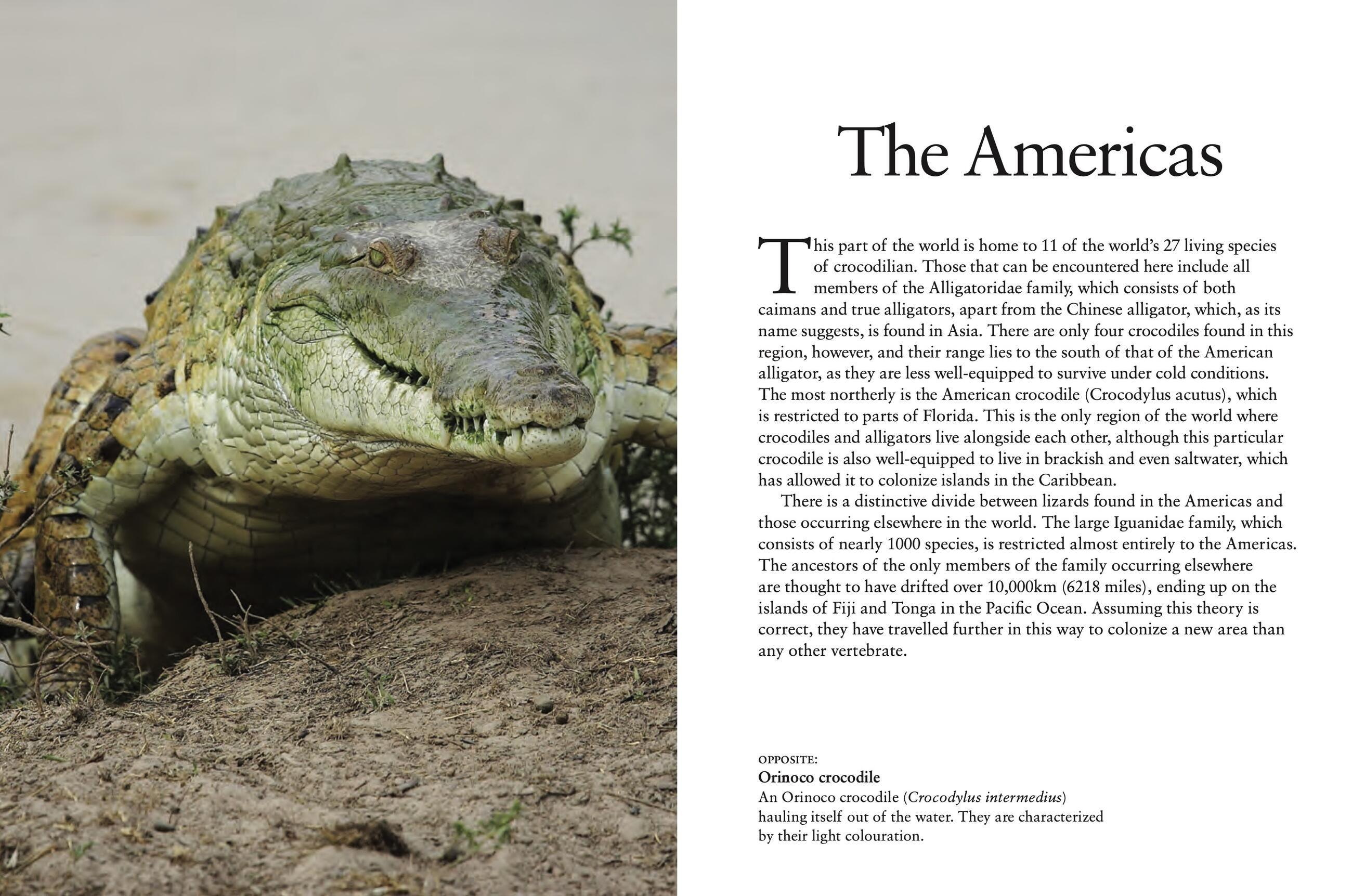 Beispielinhalt (Bild) Crocodiles, Alligators & Lizards