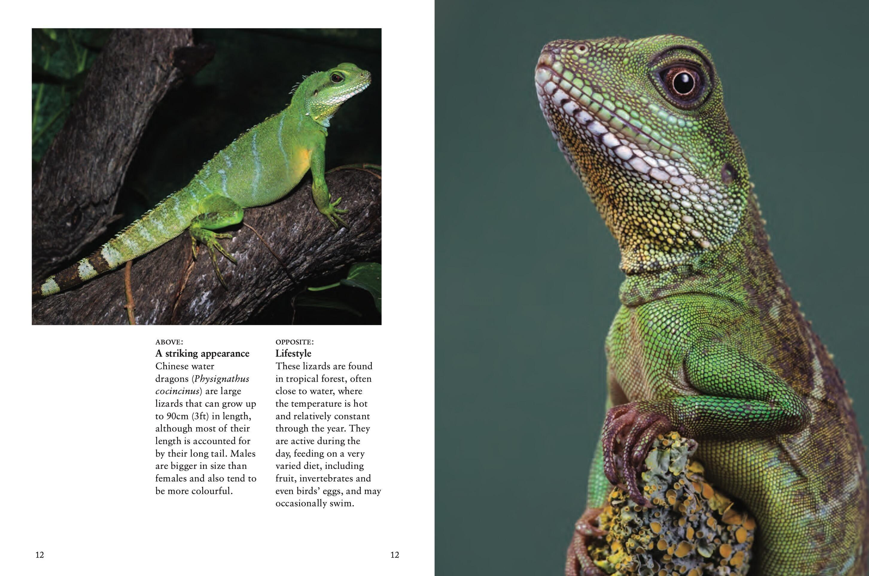 Beispielinhalt (Bild) Crocodiles, Alligators & Lizards