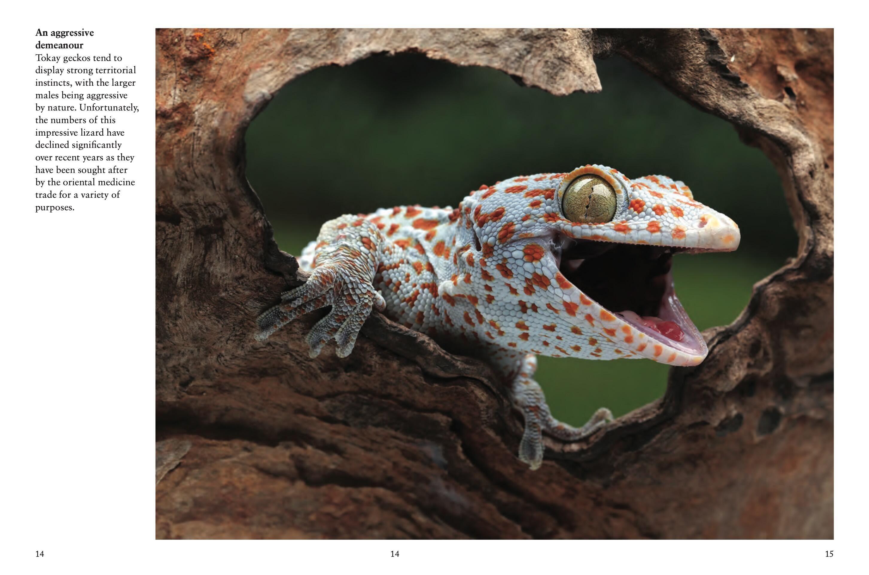 Beispielinhalt (Bild) Crocodiles, Alligators & Lizards