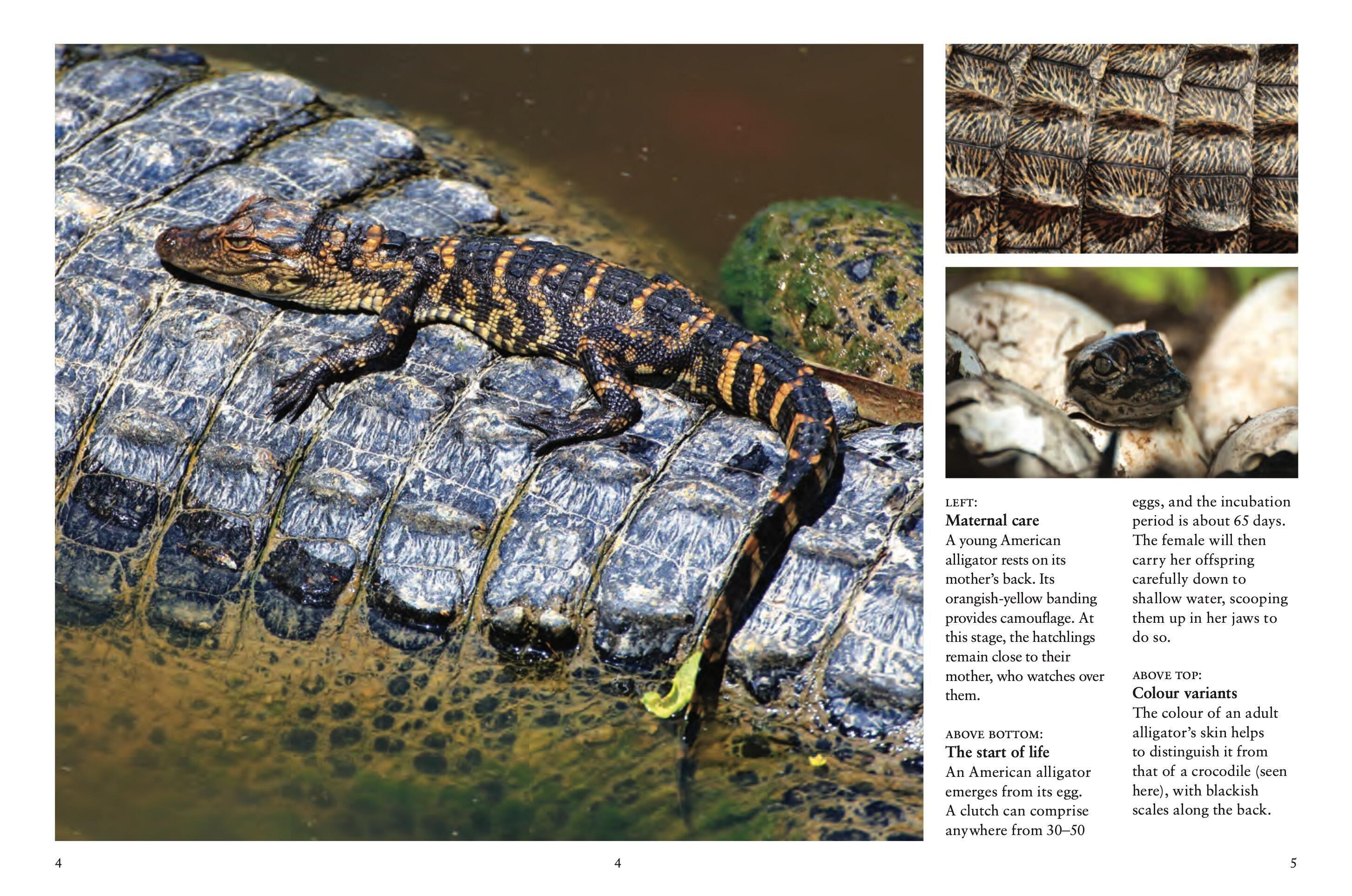 Beispielinhalt (Bild) Crocodiles, Alligators & Lizards