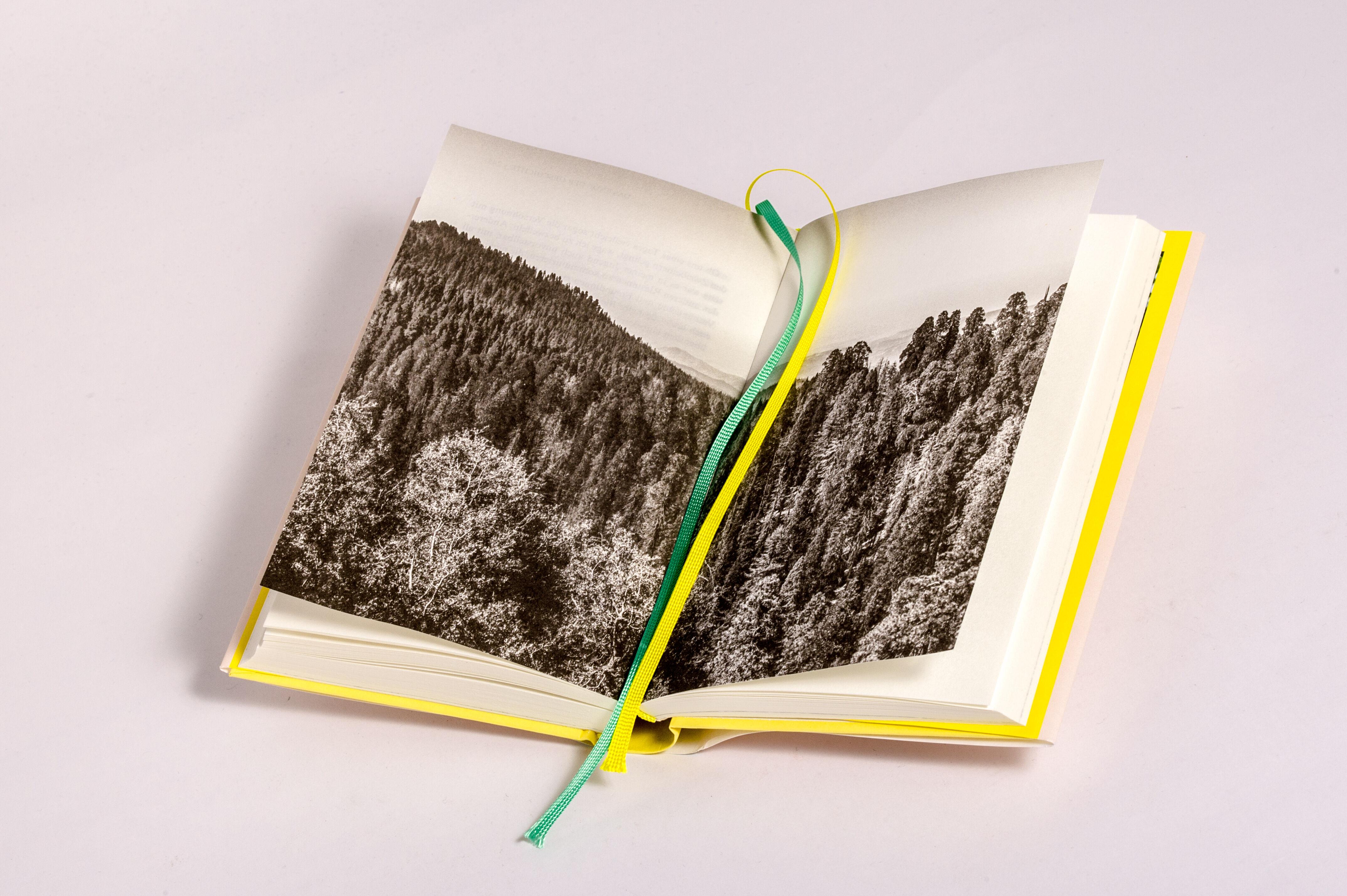 Beispielinhalt (Bild) Sonderedition: Buchenleben