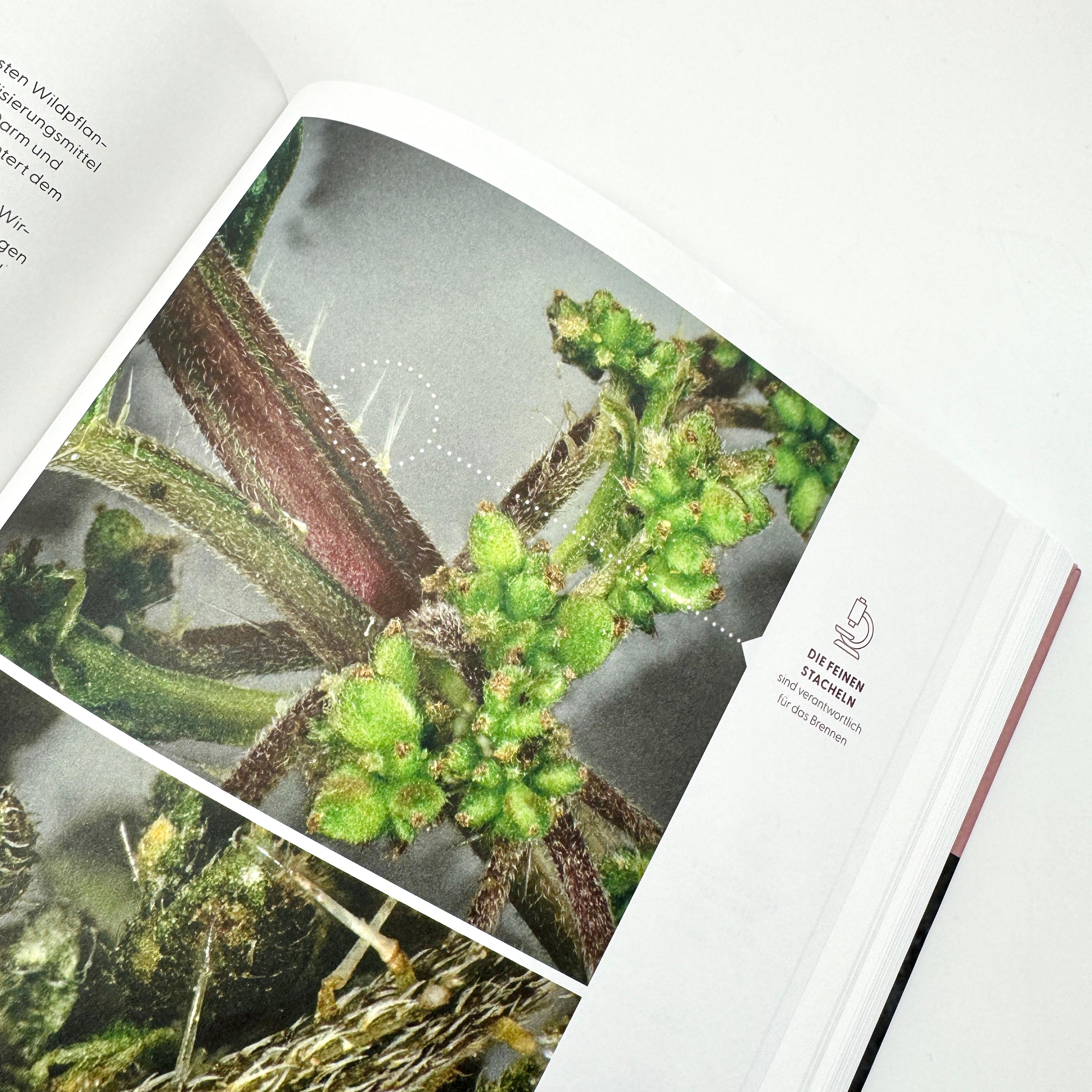 Beispielinhalt (Bild) Wie Wildkräuter wirken