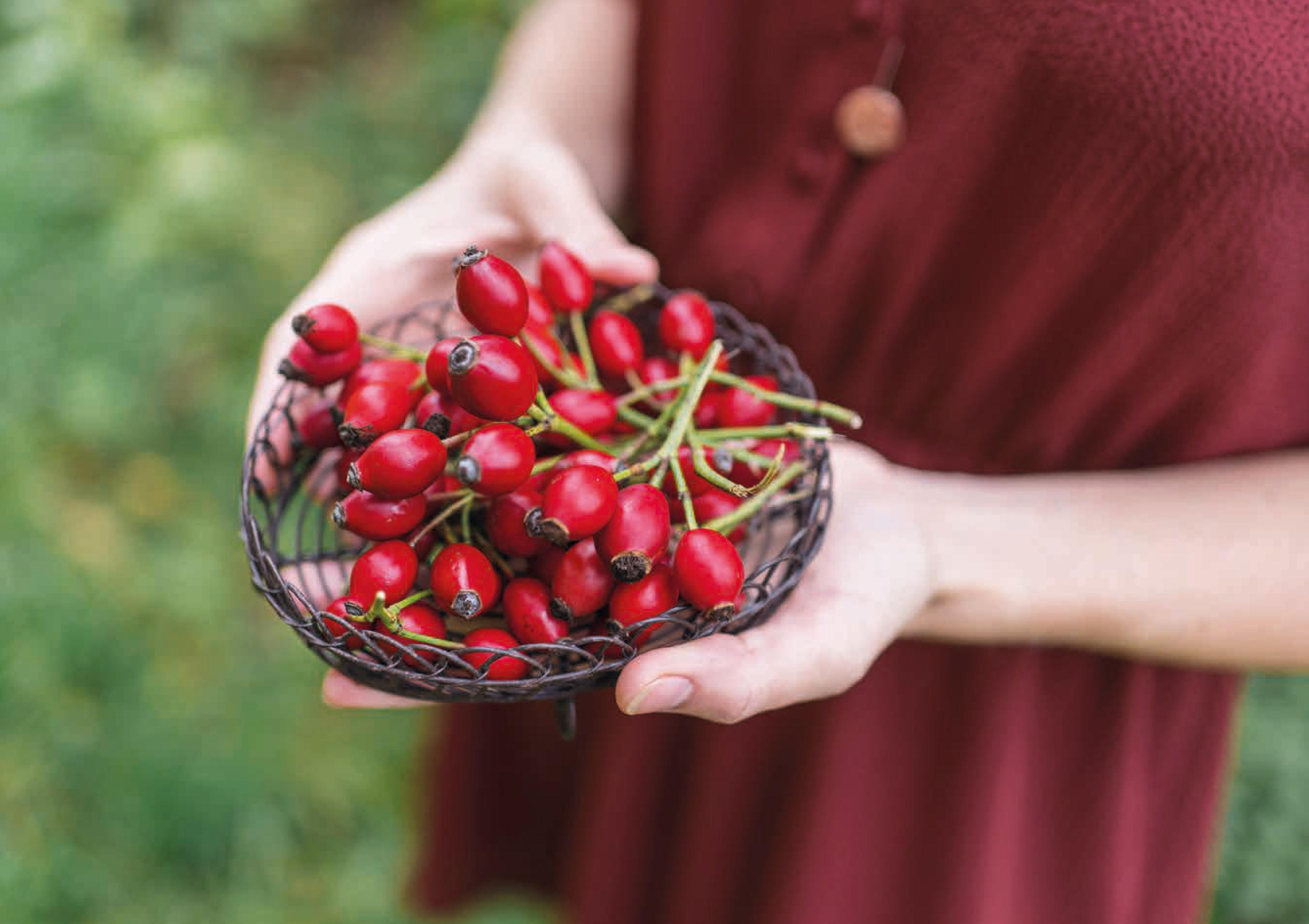 Beispielinhalt (Bild) Alles im Grünen