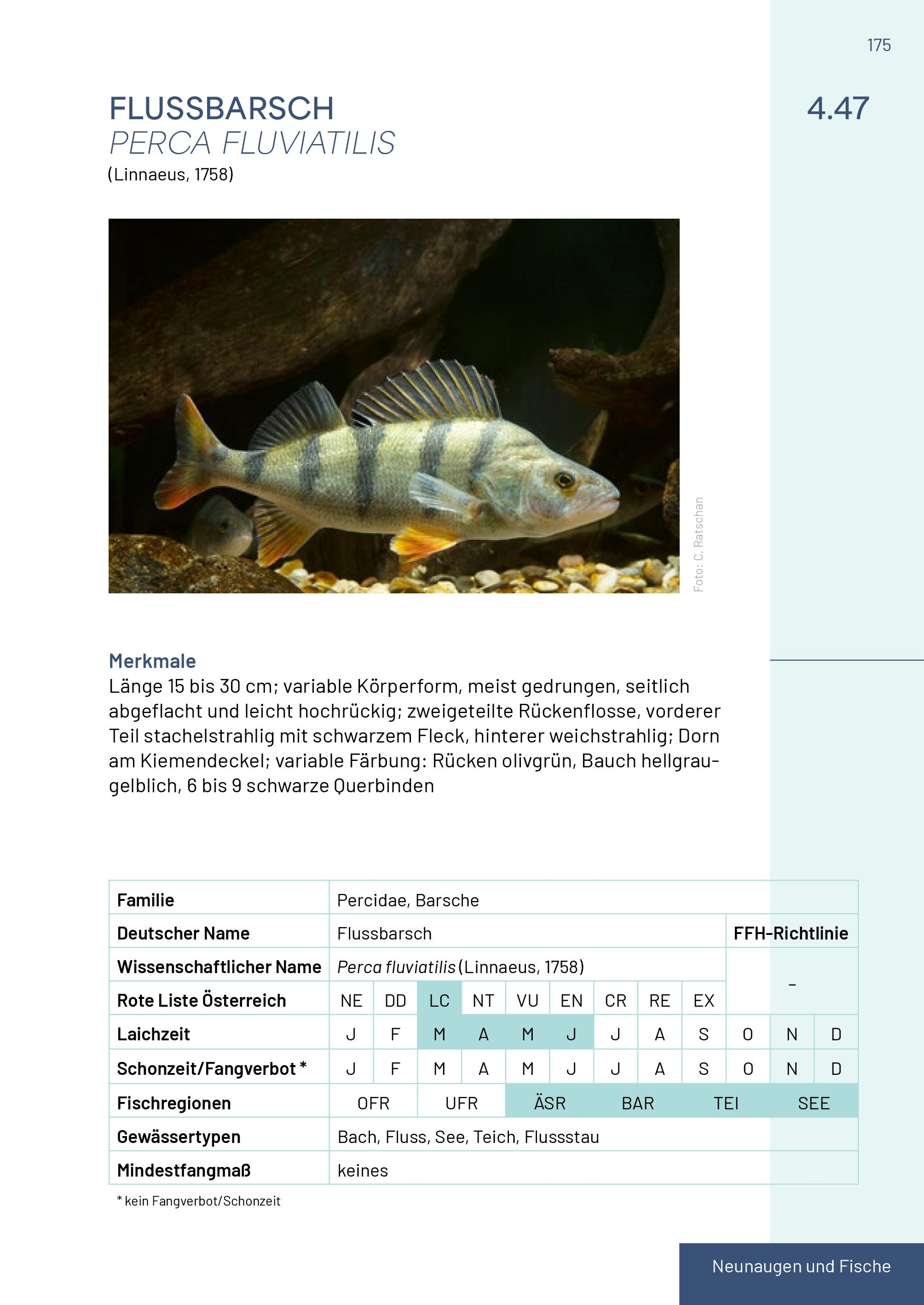 Beispielinhalt (Bild) Neunaugen, Fische, Flusskrebse und Großmuscheln in Salzburg